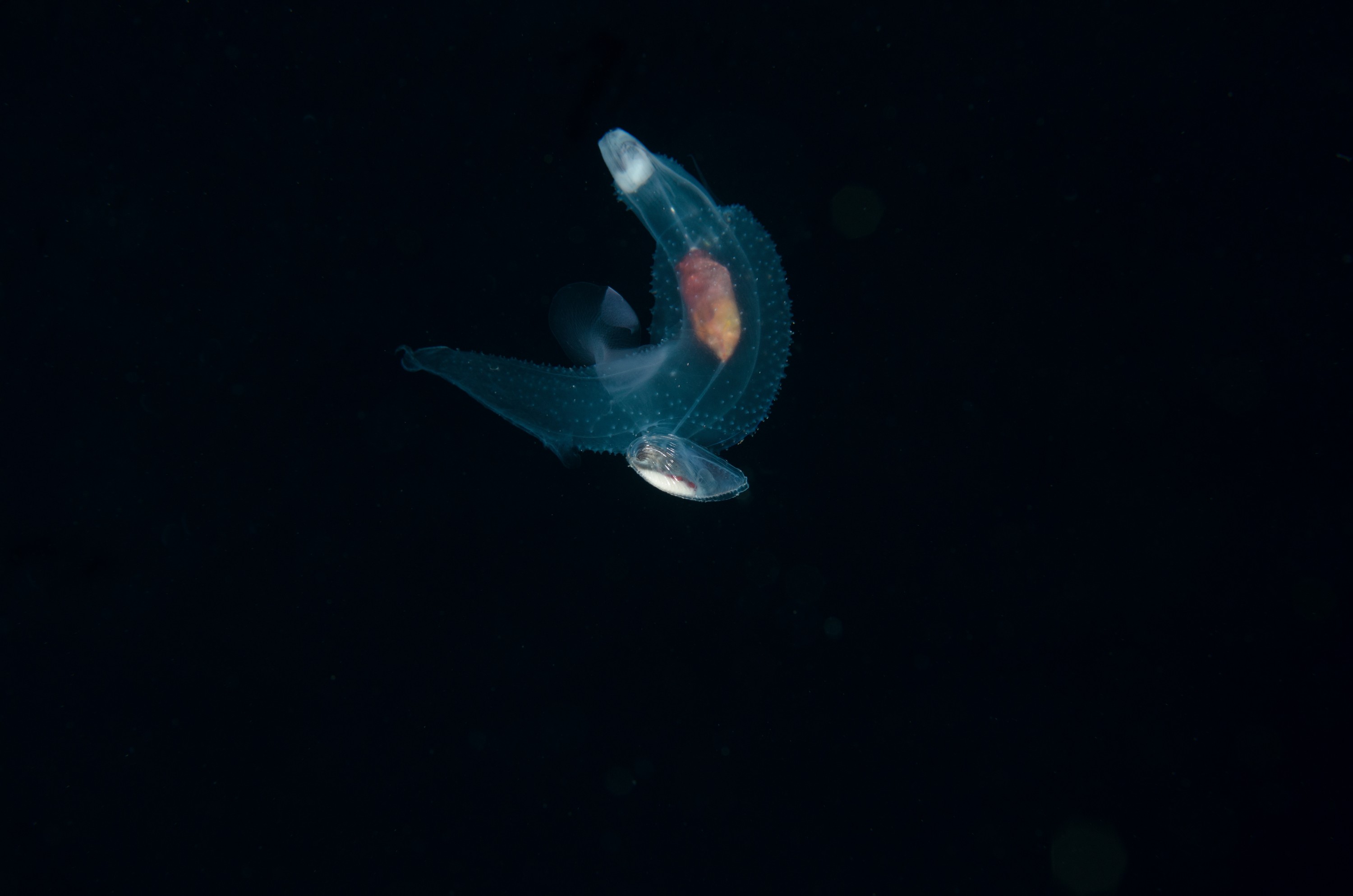 DSC_7806 – Crispin, PKI010916, knights, marine, new, nz, pelagic, poor, reserve, underwater, www.seacologynz.com, zealand