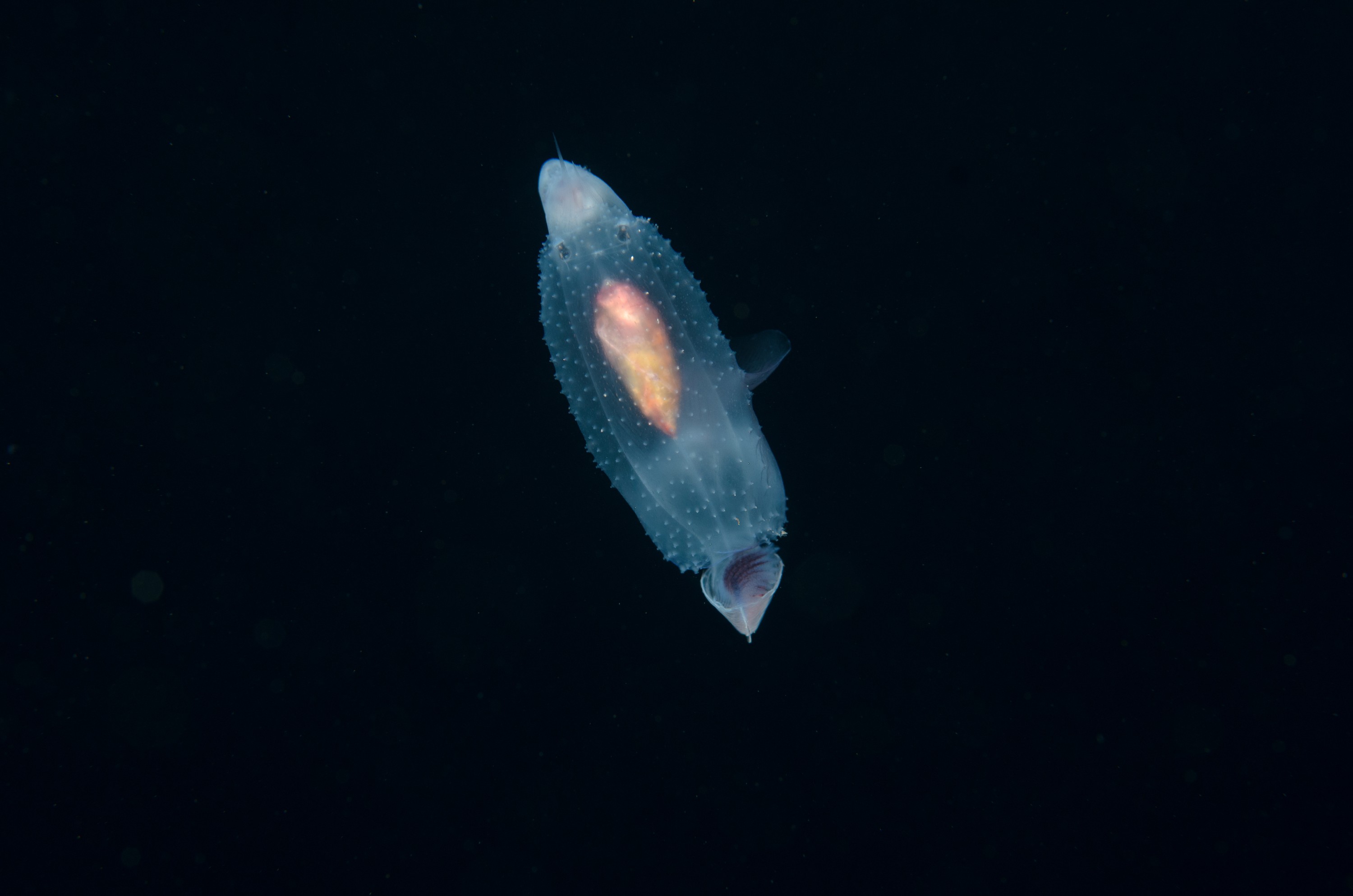 DSC_7811 – Butterfly, Crispin, PKI010916, Sea, Thecosomata, knights, marine, new, nz, pelagic, poor, reserve, snail, swimming, underwater, www.seacologynz.com, zealand