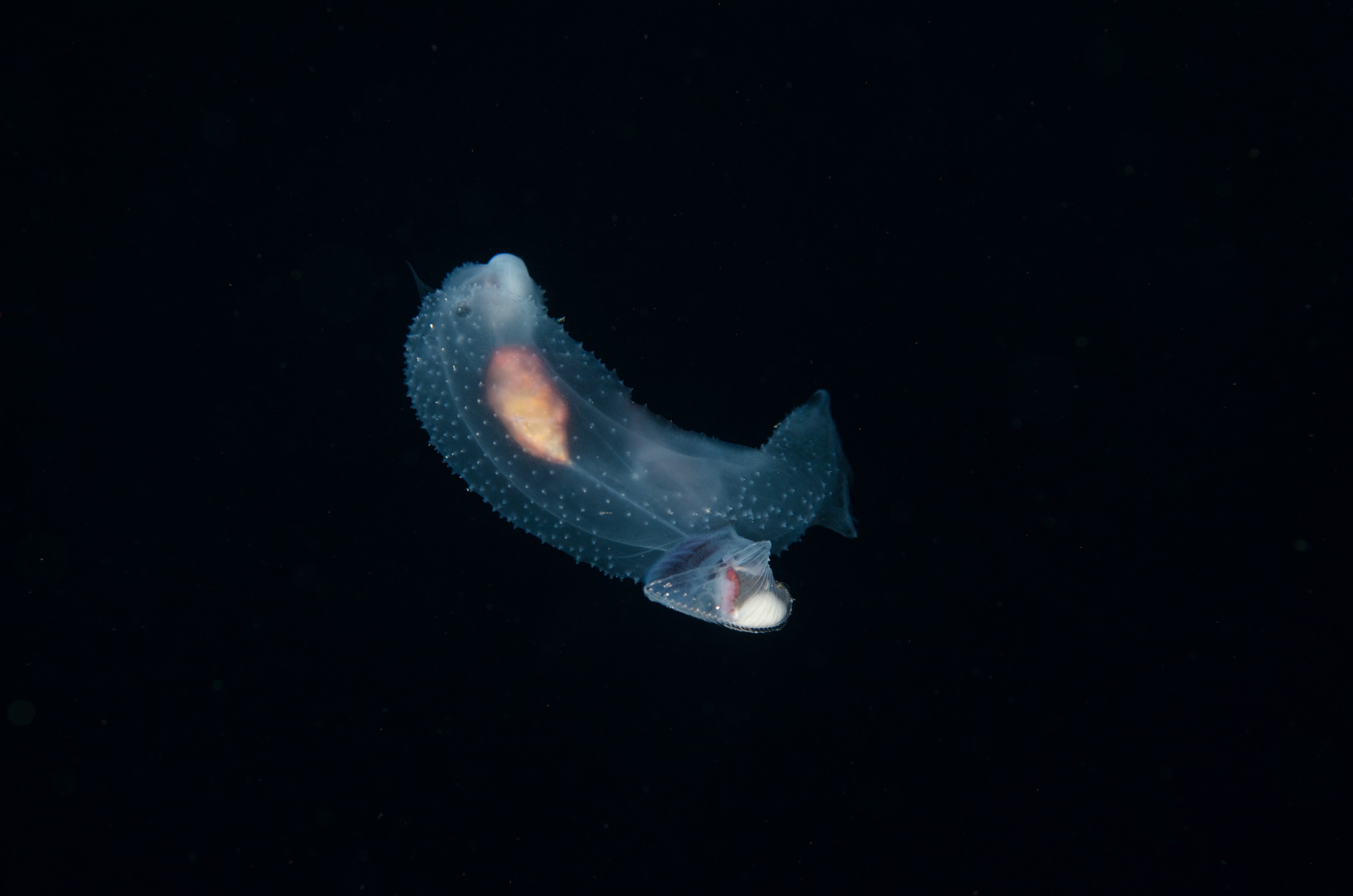 DSC_7812 – Butterfly, Crispin, PKI010916, Sea, Thecosomata, knights, marine, new, nz, pelagic, poor, reserve, snail, swimming, underwater, www.seacologynz.com, zealand
