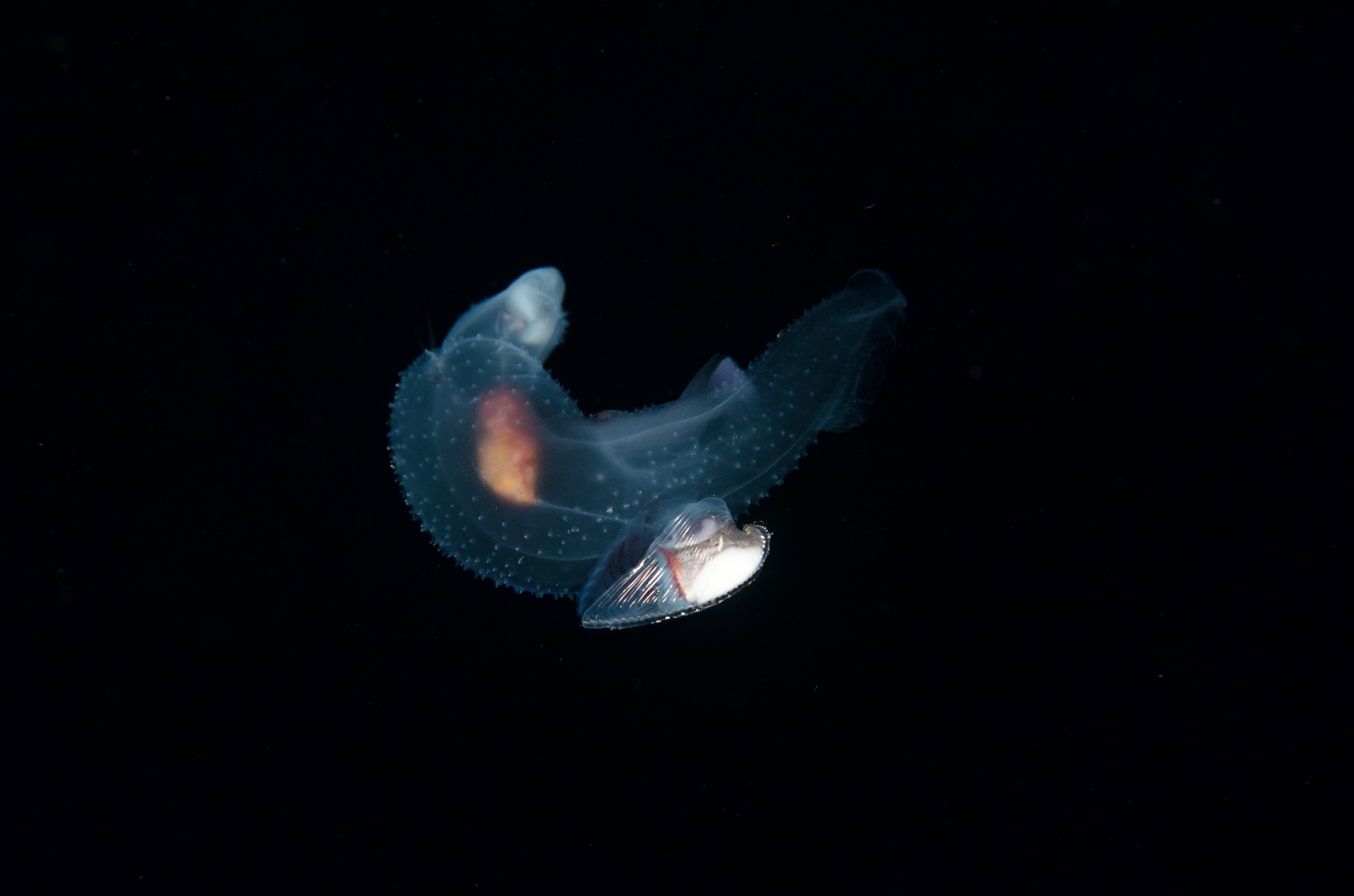 DSC_7813 – Butterfly, Crispin, PKI010916, Sea, Thecosomata, knights, marine, new, nz, pelagic, poor, reserve, snail, swimming, underwater, www.seacologynz.com, zealand
