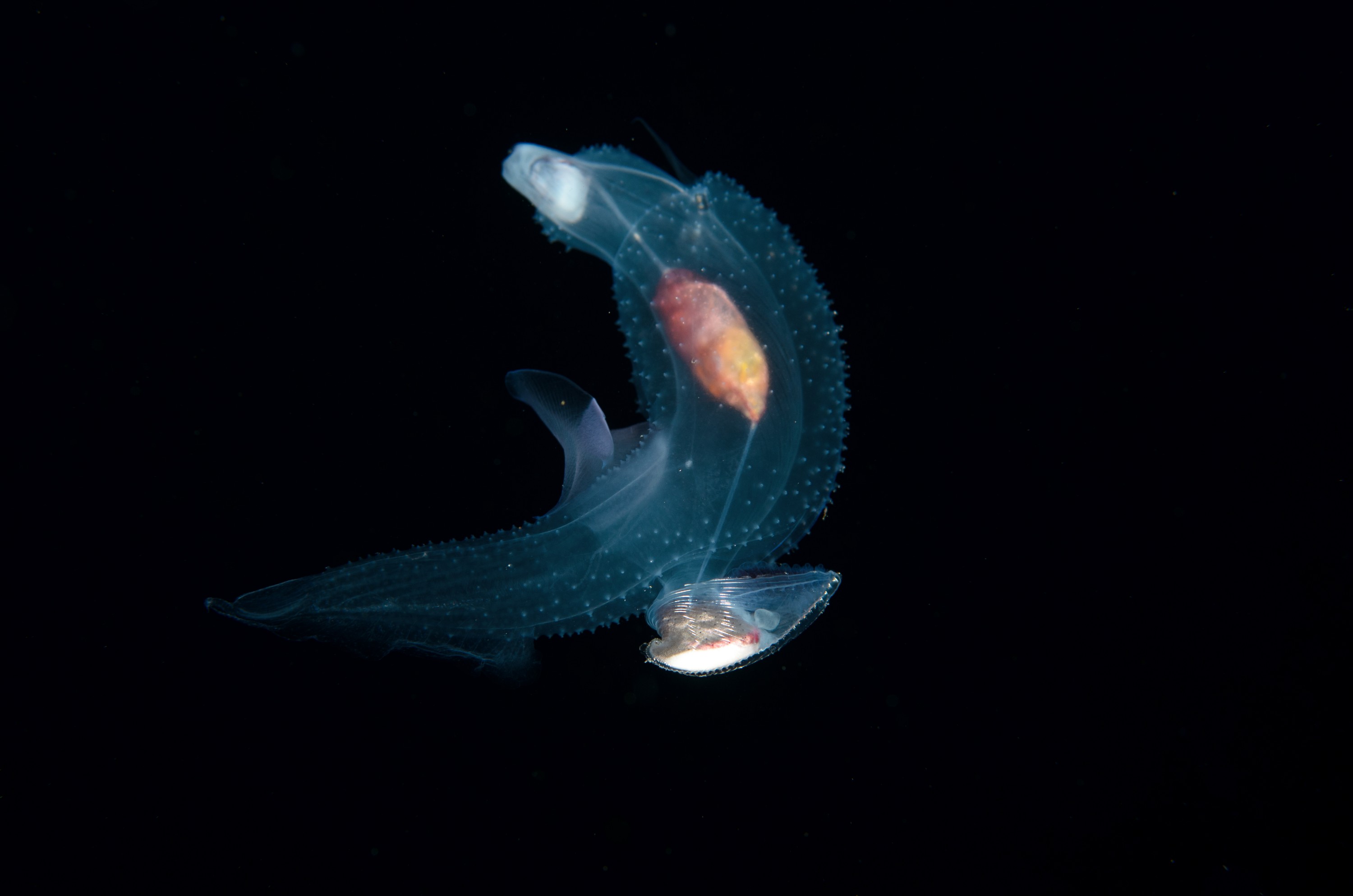 DSC_7815 – Butterfly, Crispin, PKI010916, Sea, Thecosomata, knights, marine, new, nz, pelagic, poor, reserve, snail, swimming, underwater, www.seacologynz.com, zealand