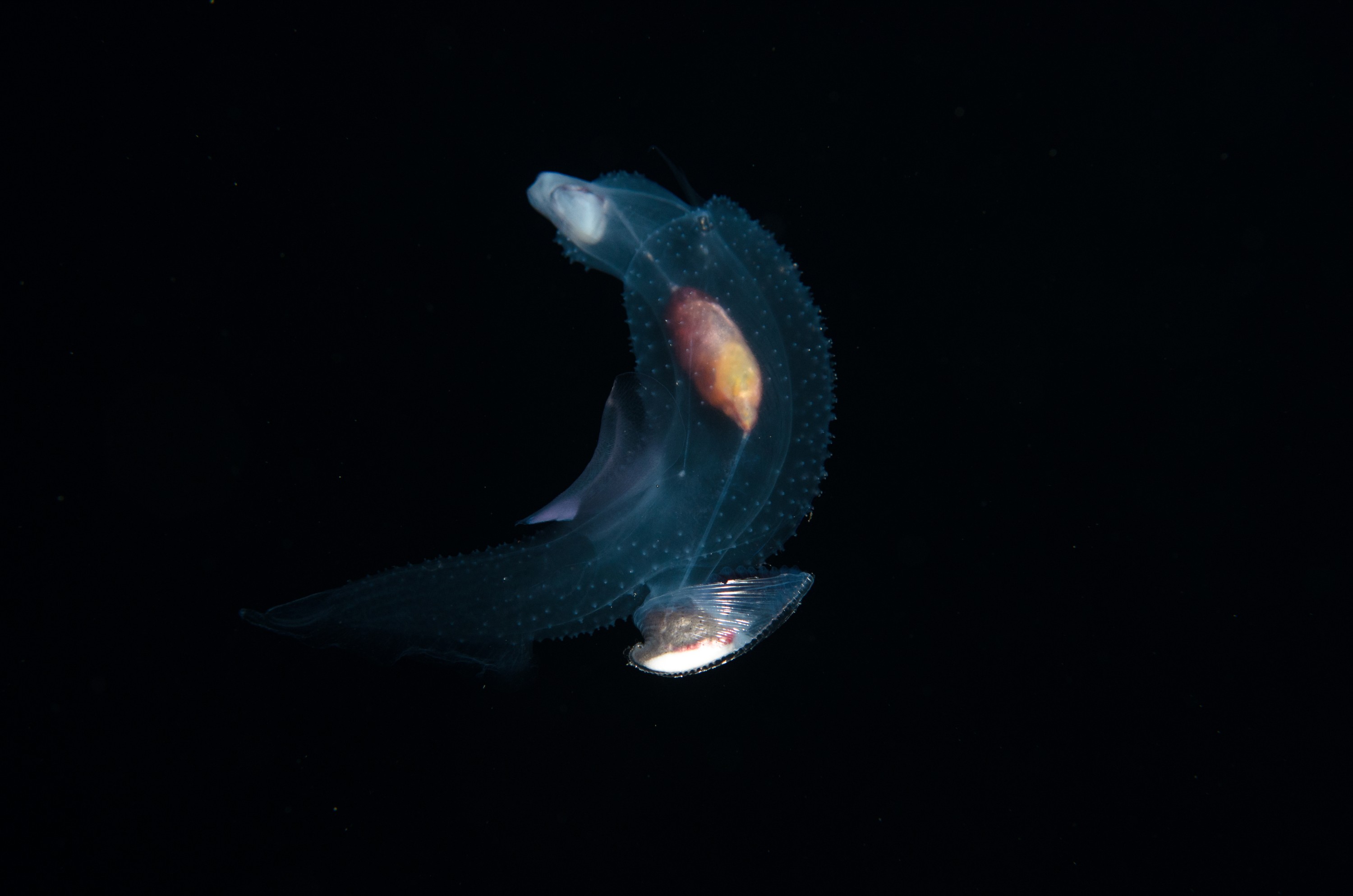 DSC_7816 – Butterfly, Crispin, PKI010916, Sea, Thecosomata, knights, marine, new, nz, pelagic, poor, reserve, snail, swimming, underwater, www.seacologynz.com, zealand