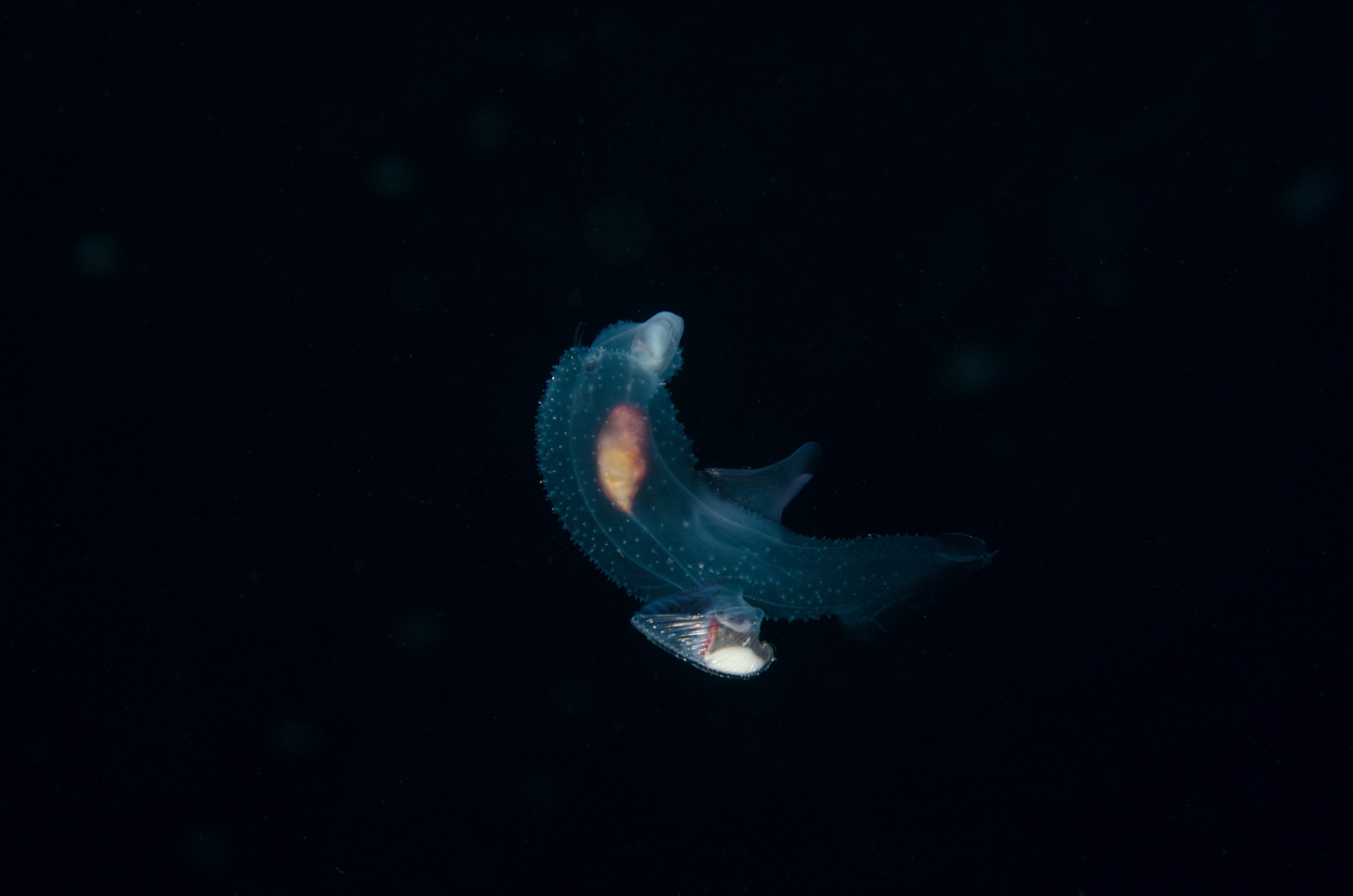 DSC_7819 – Butterfly, Crispin, PKI010916, Sea, Thecosomata, knights, marine, new, nz, pelagic, poor, reserve, snail, swimming, underwater, www.seacologynz.com, zealand