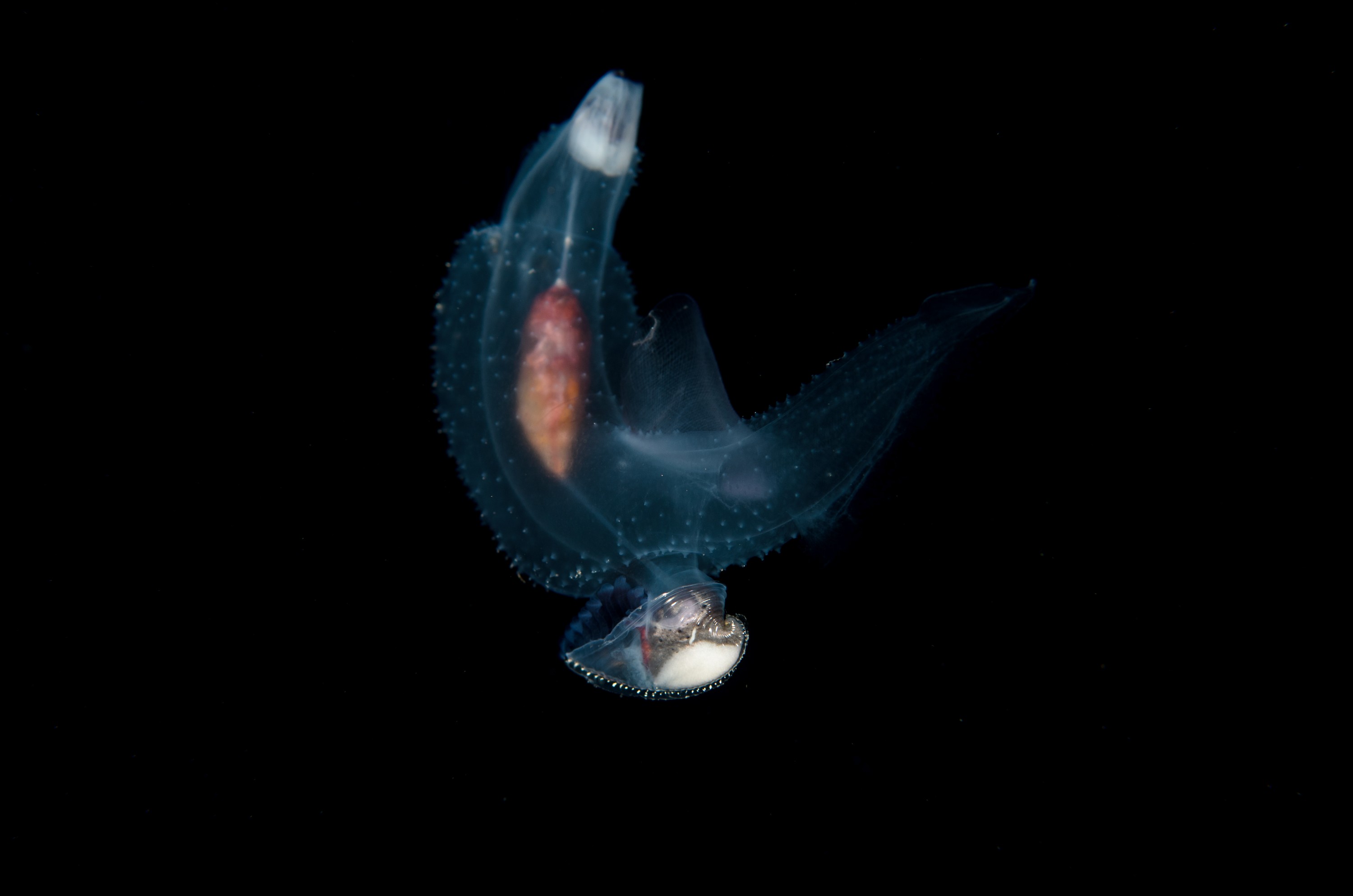 DSC_7820 – Butterfly, Crispin, PKI010916, Sea, Thecosomata, knights, marine, new, nz, pelagic, poor, reserve, snail, swimming, underwater, www.seacologynz.com, zealand