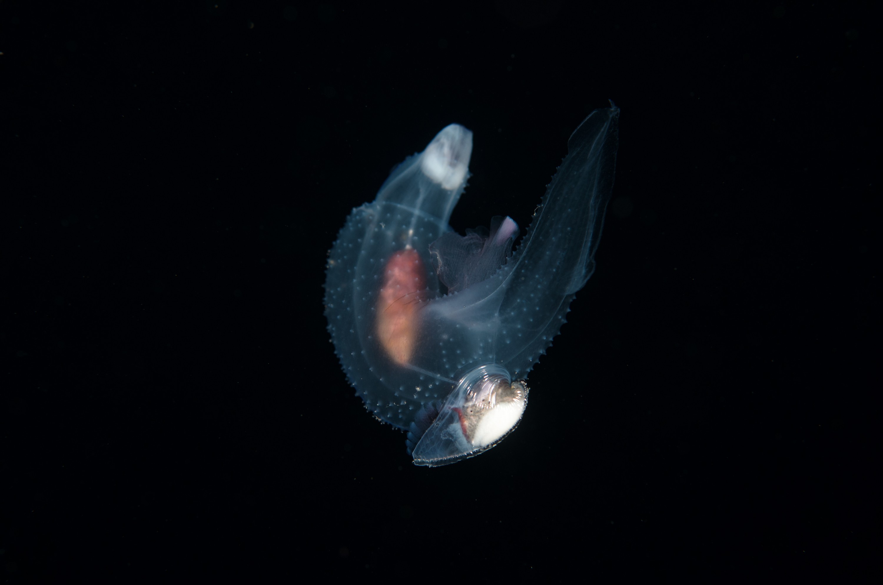 DSC_7823 – Butterfly, Crispin, PKI010916, Sea, Thecosomata, knights, marine, new, nz, pelagic, poor, reserve, snail, swimming, underwater, www.seacologynz.com, zealand