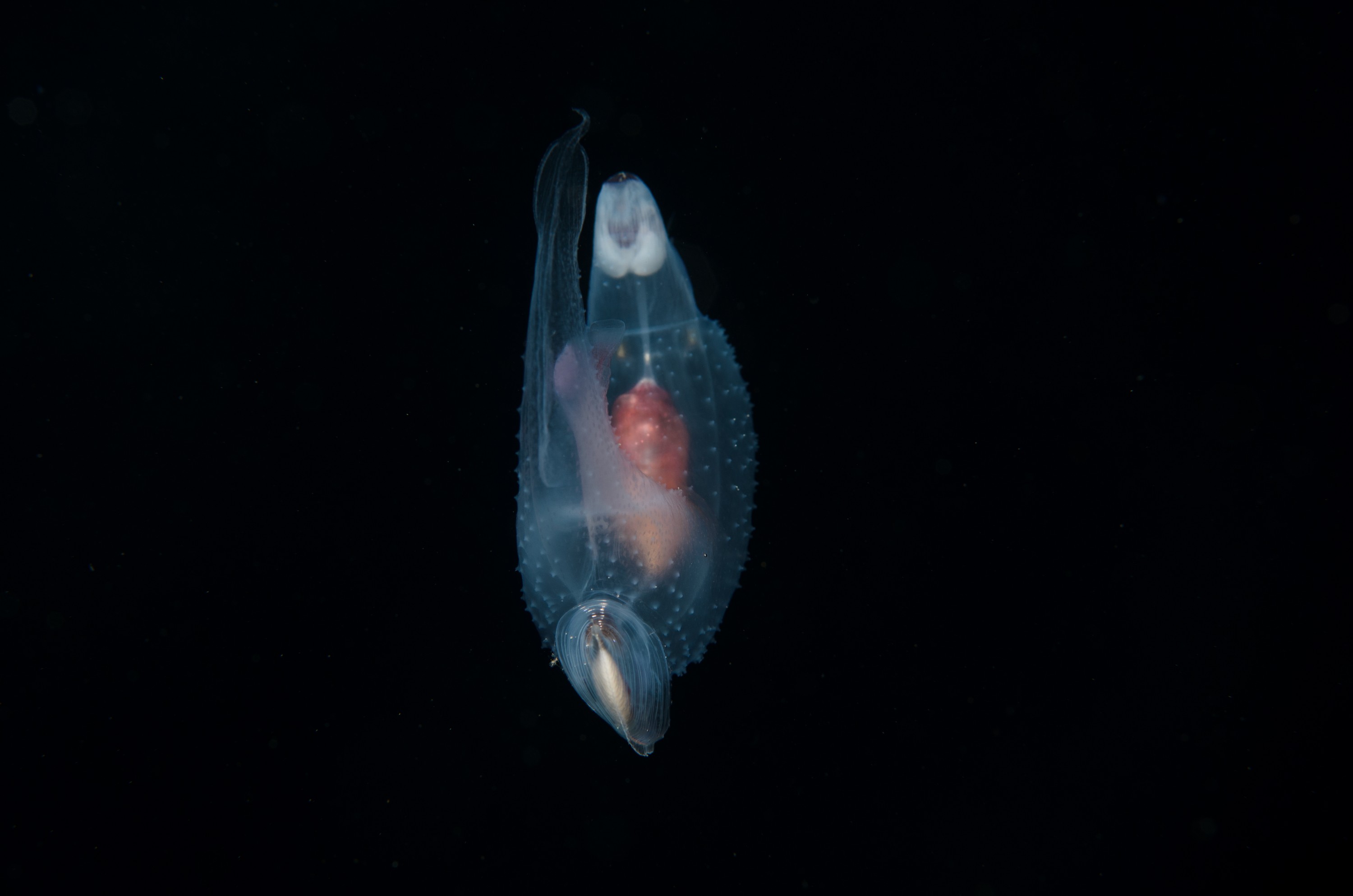 DSC_7824 – Butterfly, Crispin, PKI010916, Sea, Thecosomata, knights, marine, new, nz, pelagic, poor, reserve, snail, swimming, underwater, www.seacologynz.com, zealand