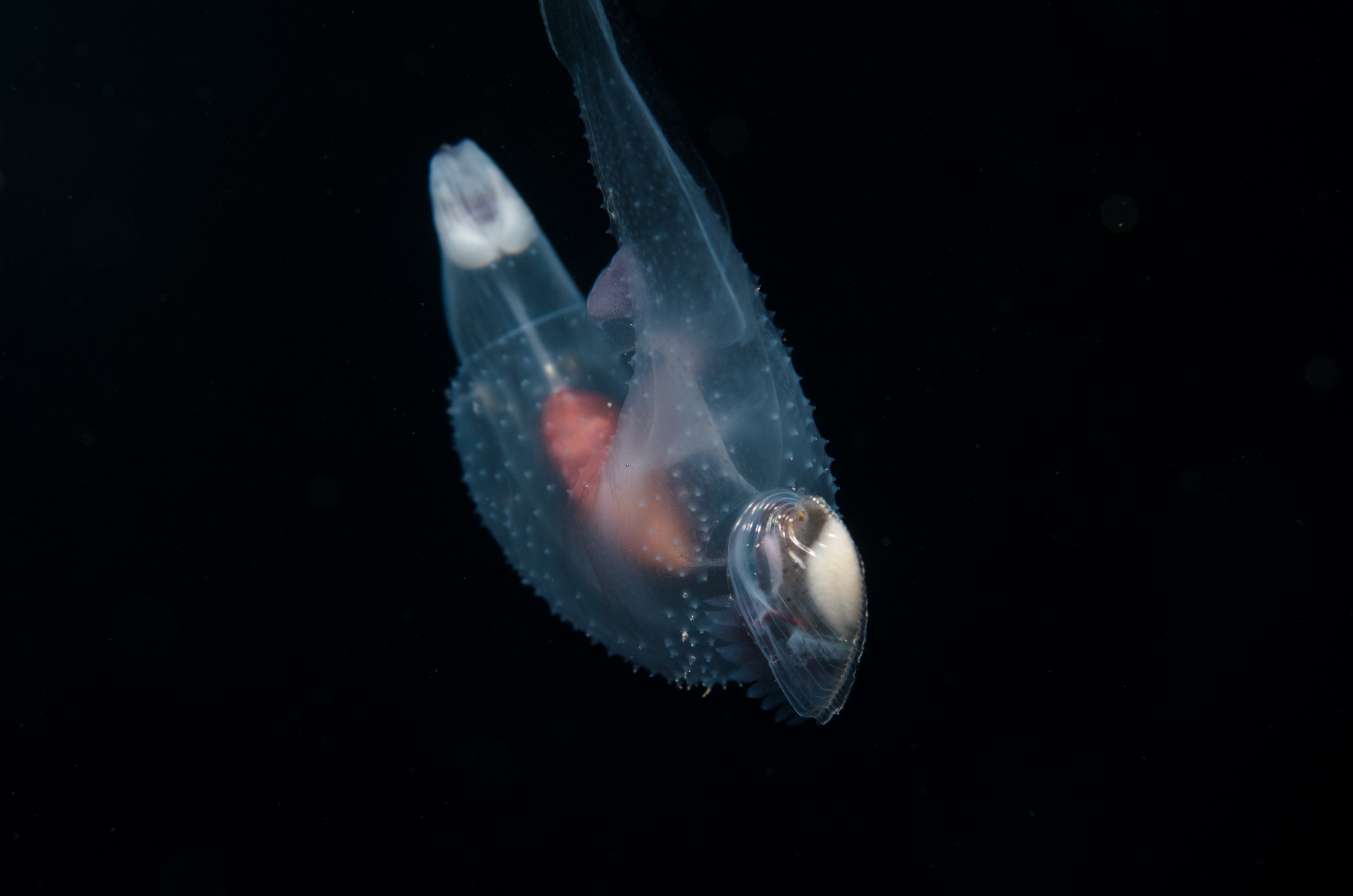 DSC_7828 – Butterfly, Crispin, PKI010916, Sea, Thecosomata, knights, marine, new, nz, pelagic, poor, reserve, snail, swimming, underwater, www.seacologynz.com, zealand