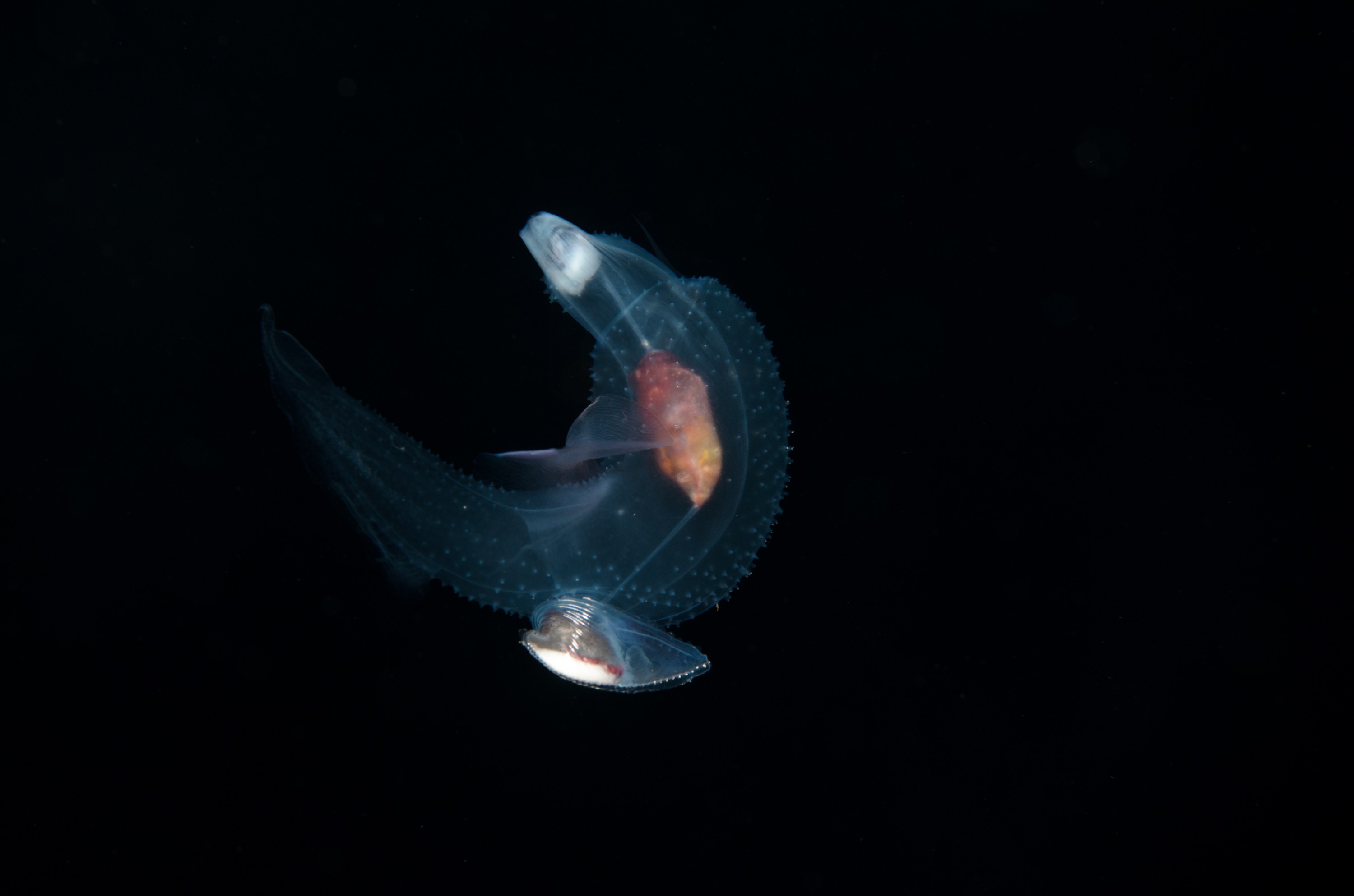 DSC_7829 – Butterfly, Crispin, PKI010916, Sea, Thecosomata, knights, marine, new, nz, pelagic, poor, reserve, snail, swimming, underwater, www.seacologynz.com, zealand