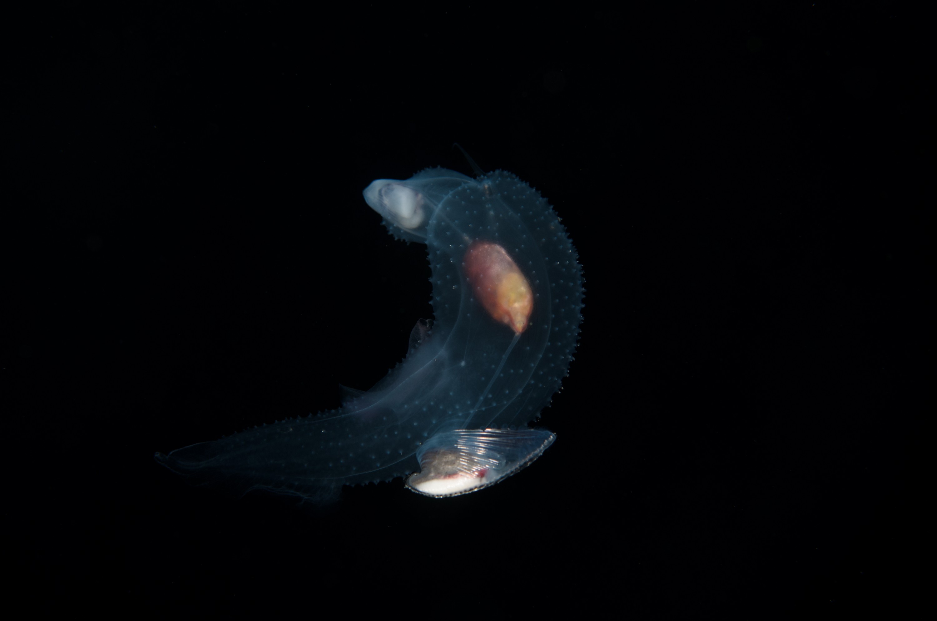 DSC_7830 – Butterfly, Crispin, PKI010916, Sea, Thecosomata, knights, marine, new, nz, pelagic, poor, reserve, snail, swimming, underwater, www.seacologynz.com, zealand