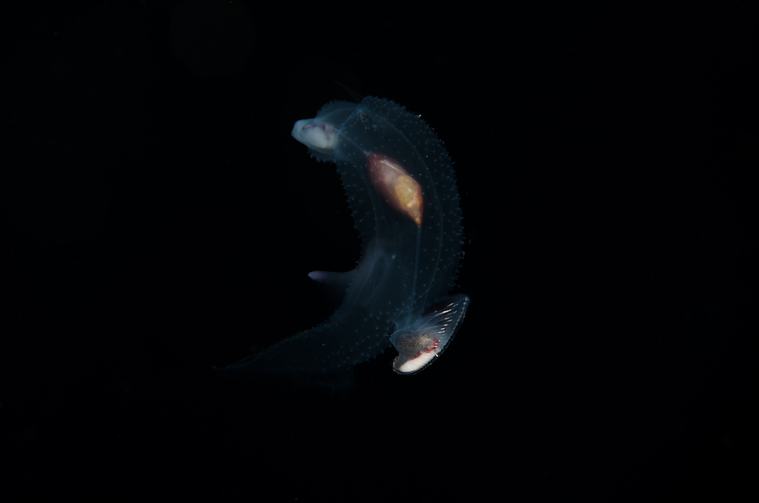 DSC_7831 – Butterfly, Crispin, PKI010916, Sea, Thecosomata, knights, marine, new, nz, pelagic, poor, reserve, snail, swimming, underwater, www.seacologynz.com, zealand