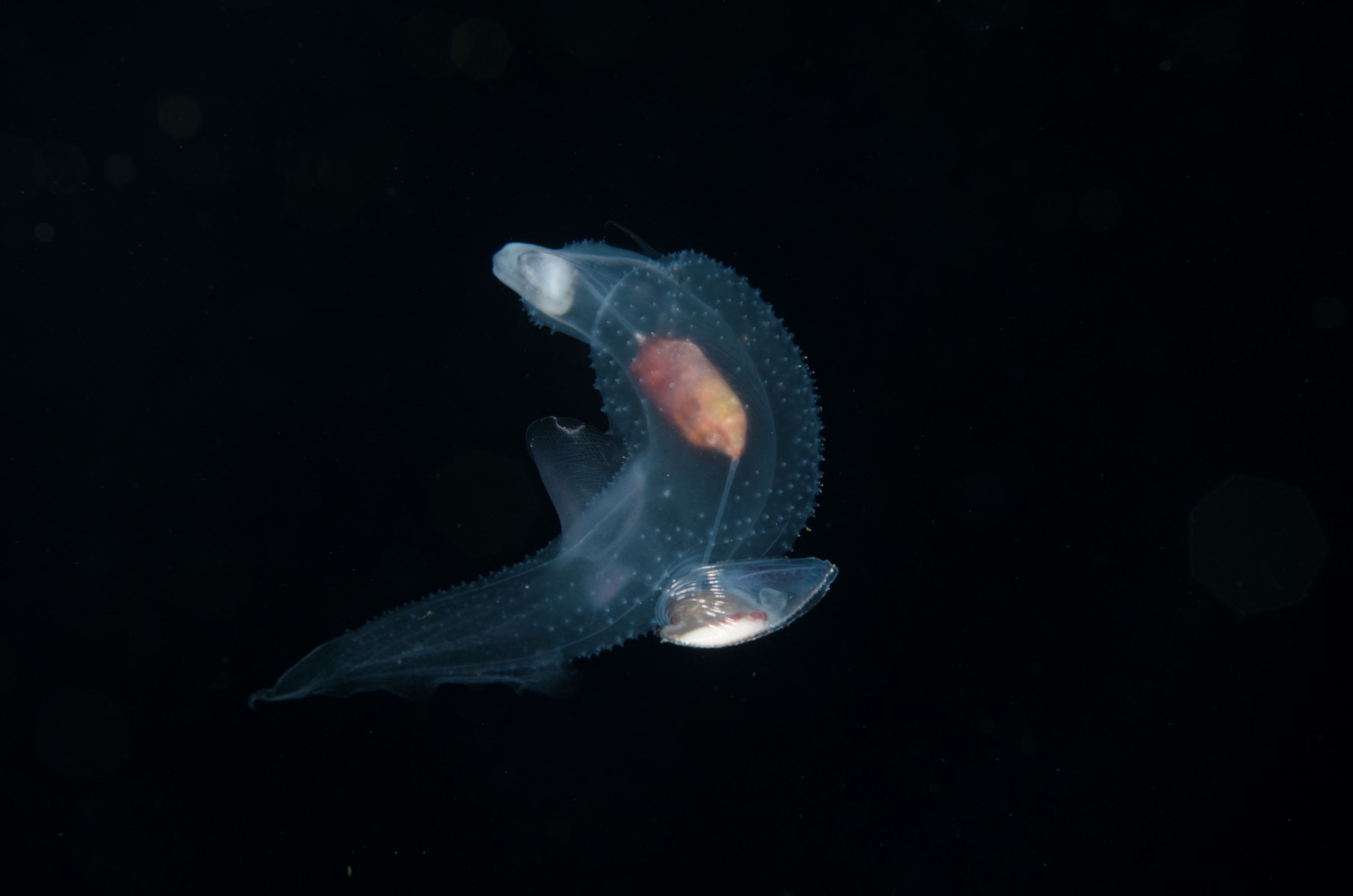DSC_7832 – Butterfly, Crispin, PKI010916, Sea, Thecosomata, knights, marine, new, nz, pelagic, poor, reserve, snail, swimming, underwater, www.seacologynz.com, zealand