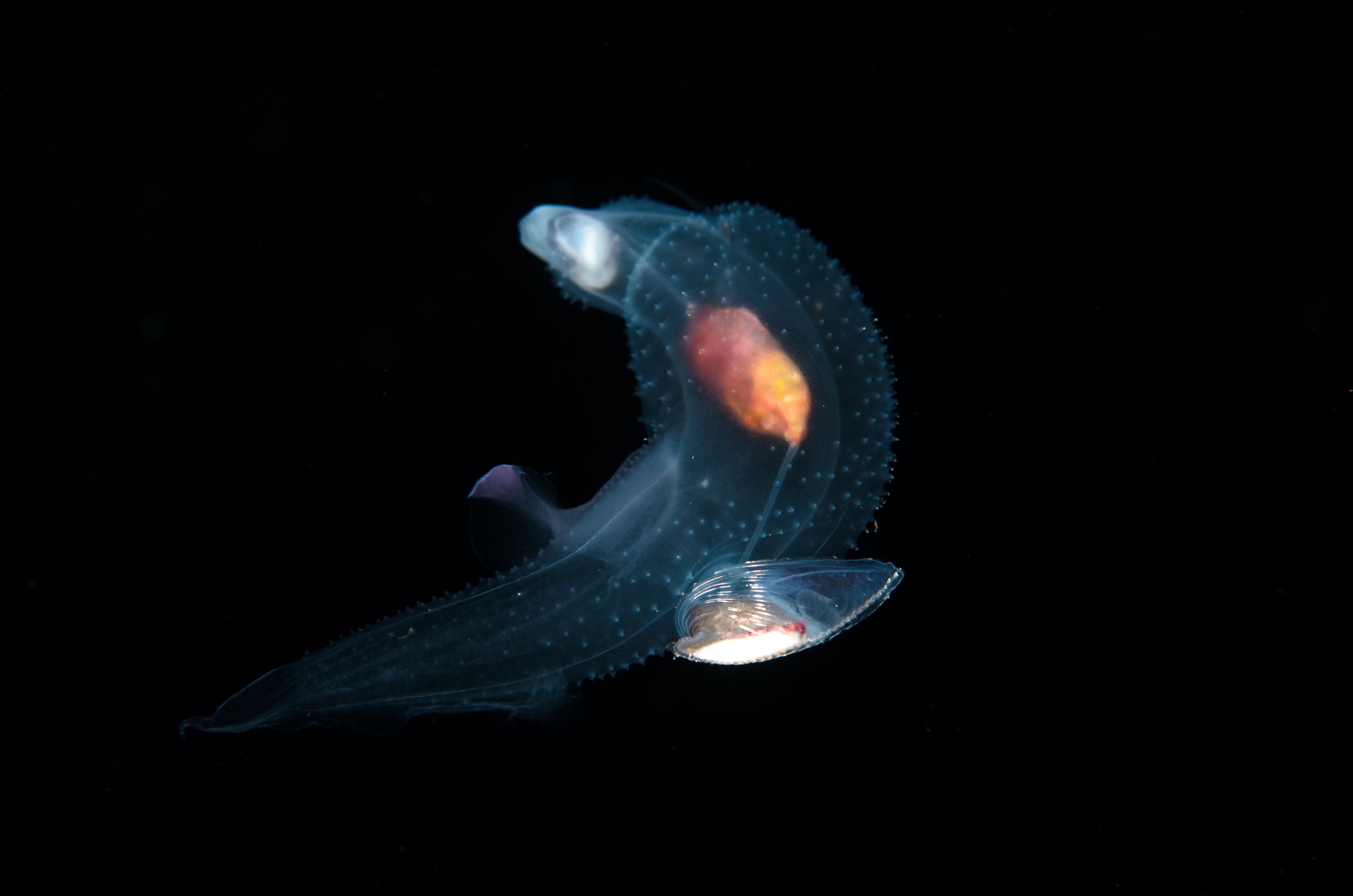 DSC_7833 – Butterfly, Crispin, PKI010916, Sea, Thecosomata, knights, marine, new, nz, pelagic, poor, reserve, snail, swimming, underwater, www.seacologynz.com, zealand