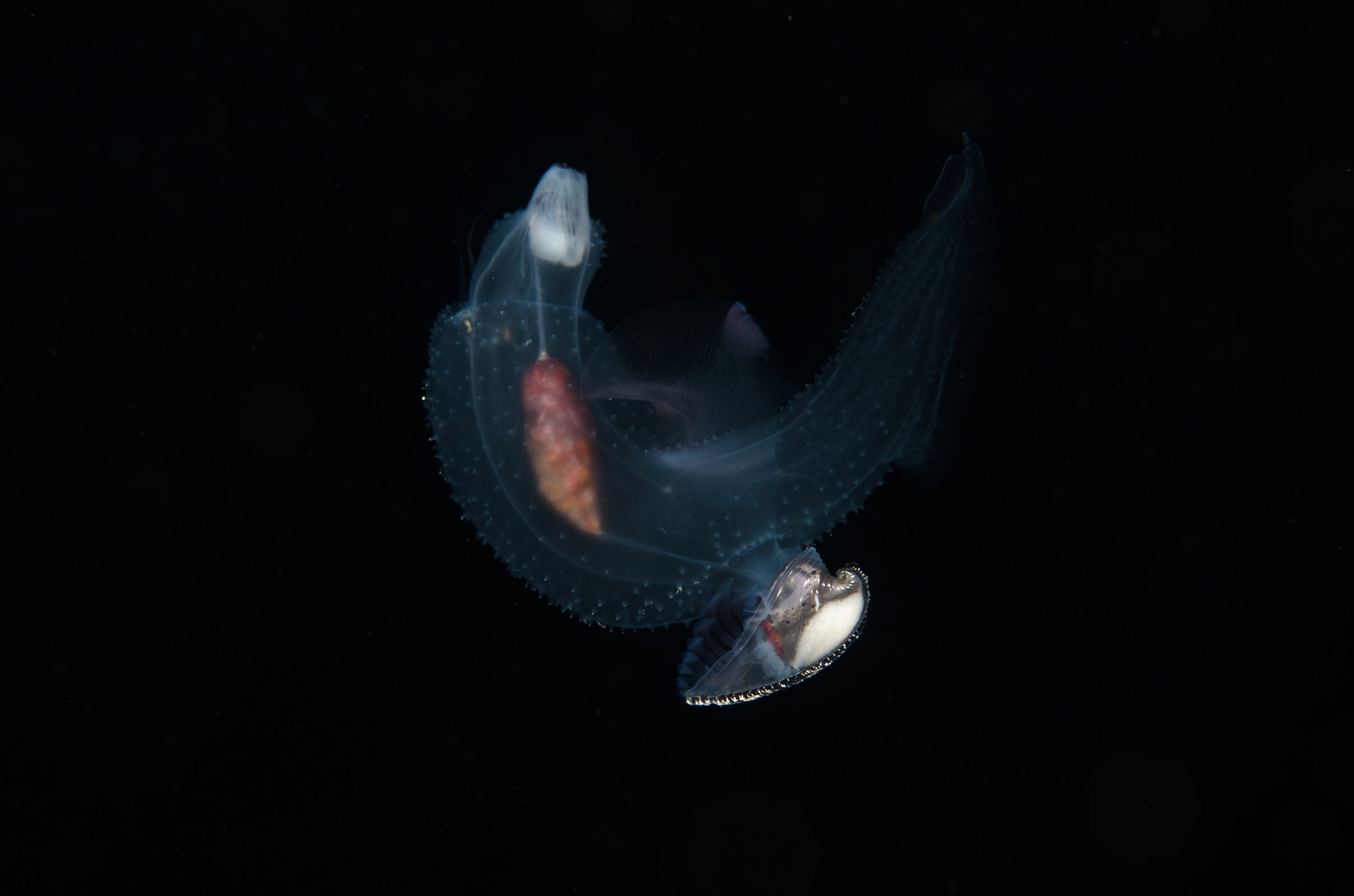 DSC_7845 – Butterfly, Crispin, PKI010916, Sea, Thecosomata, knights, marine, new, nz, pelagic, poor, reserve, snail, swimming, underwater, www.seacologynz.com, zealand
