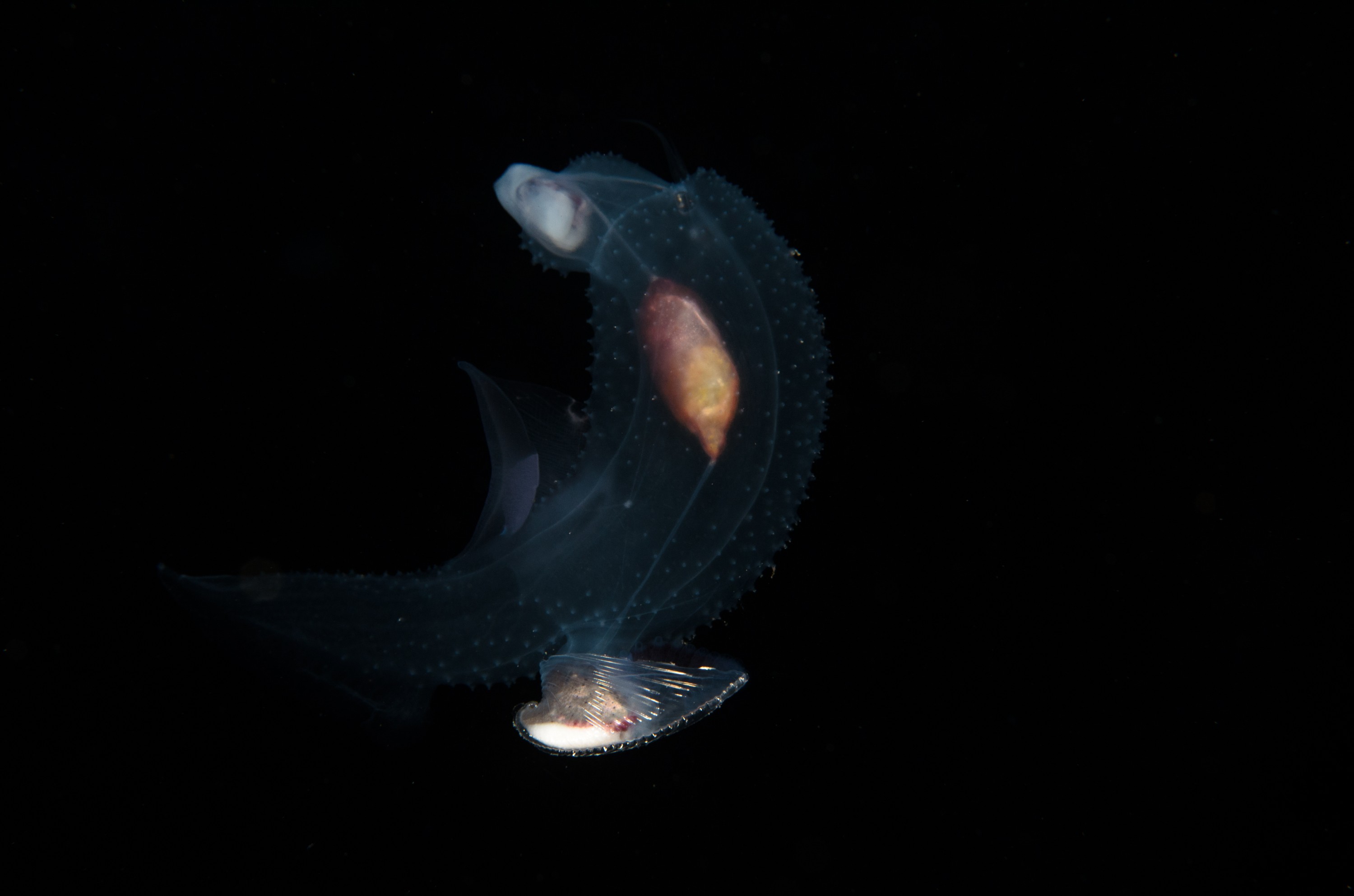 DSC_7851 – Butterfly, Crispin, PKI010916, Sea, Thecosomata, knights, marine, new, nz, pelagic, poor, reserve, snail, swimming, underwater, www.seacologynz.com, zealand