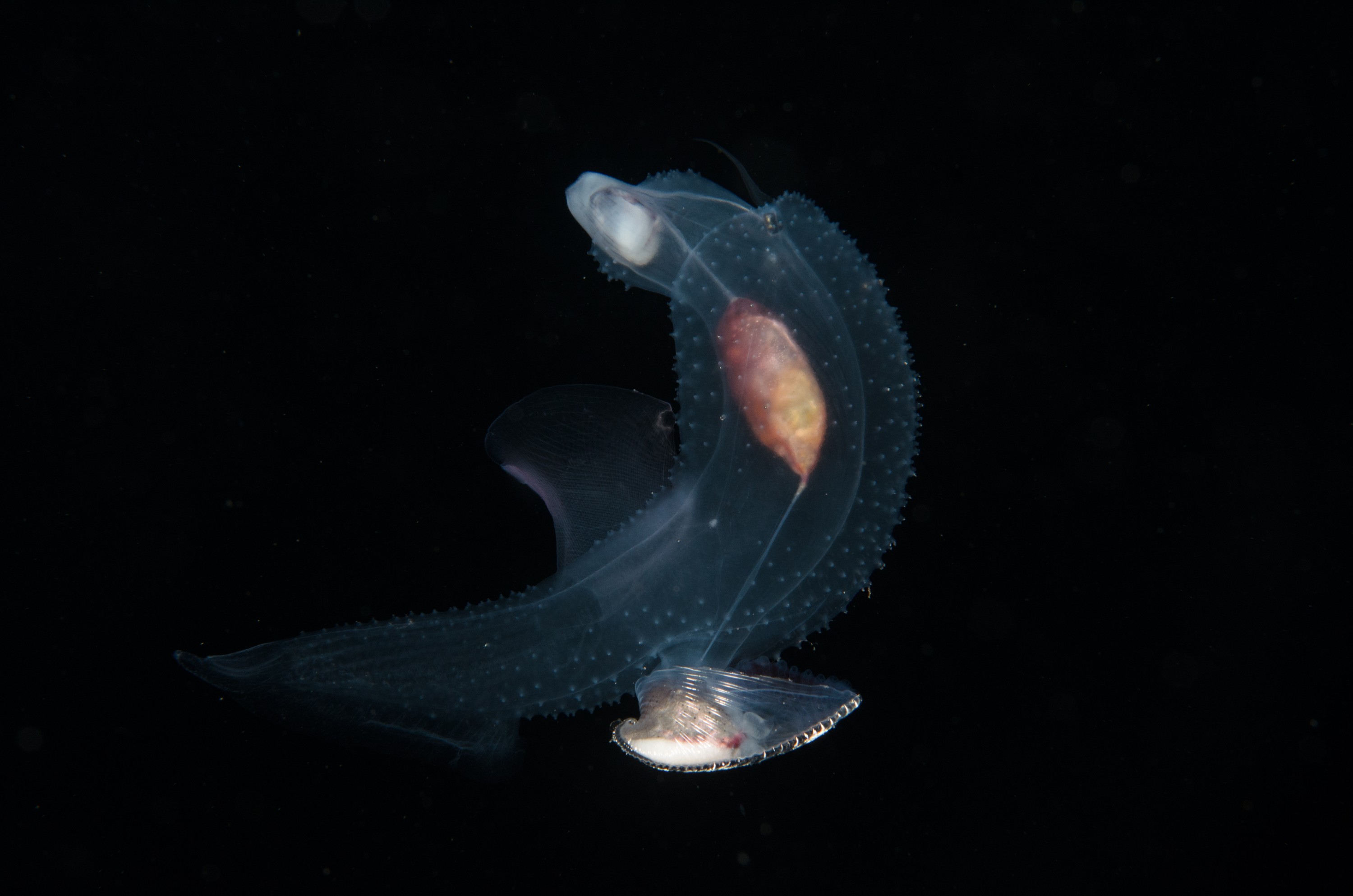 DSC_7854 – Butterfly, Crispin, PKI010916, Sea, Thecosomata, knights, marine, new, nz, pelagic, poor, reserve, snail, swimming, underwater, www.seacologynz.com, zealand