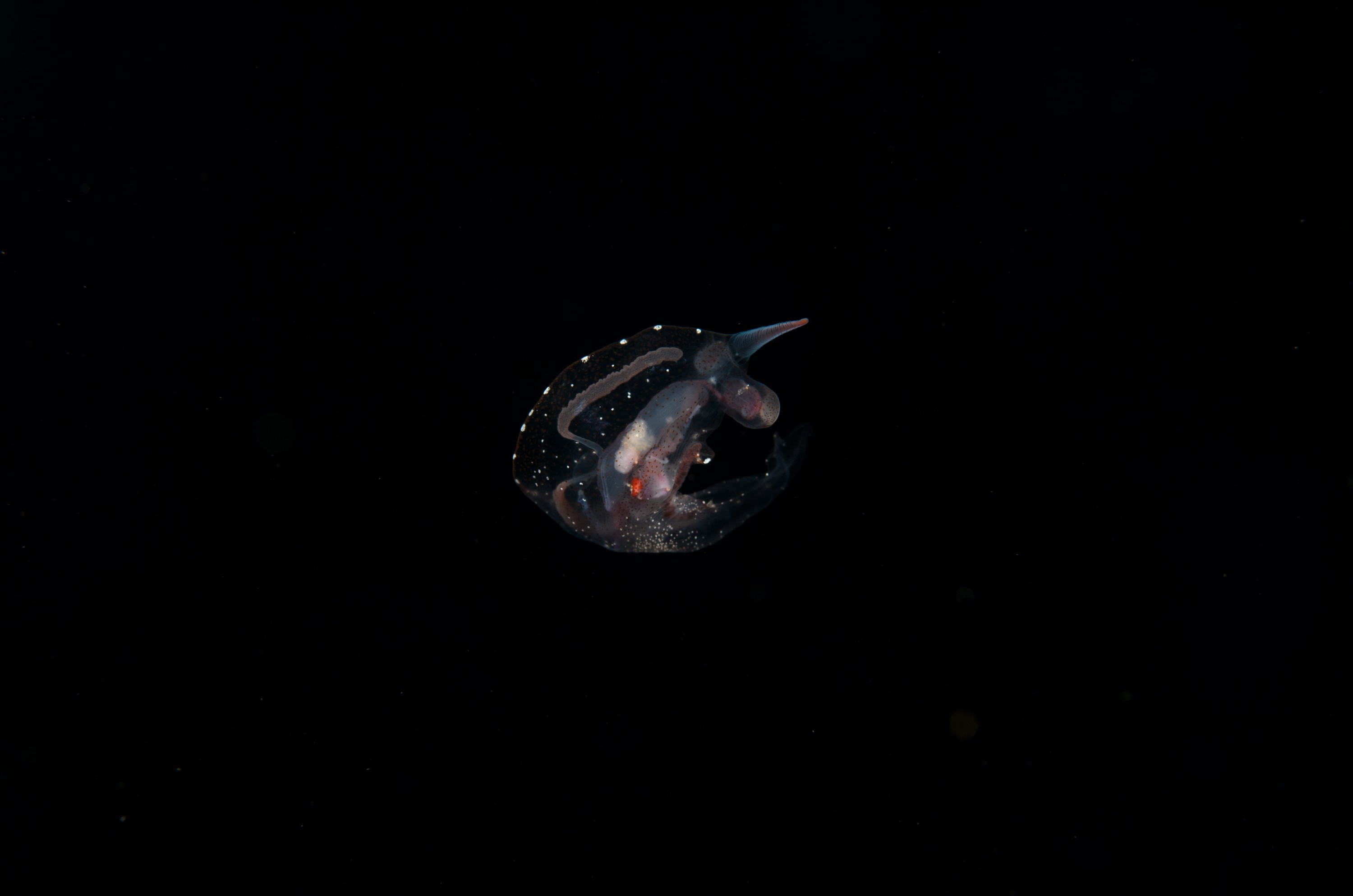 DSC_7906 – Crispin, PKI010916, clear, guts, knights, marine, new, nudibranch, nz, pelagic, poor, reserve, swimming, translucent, transparent, underwater, www.seacologynz.com, zealand