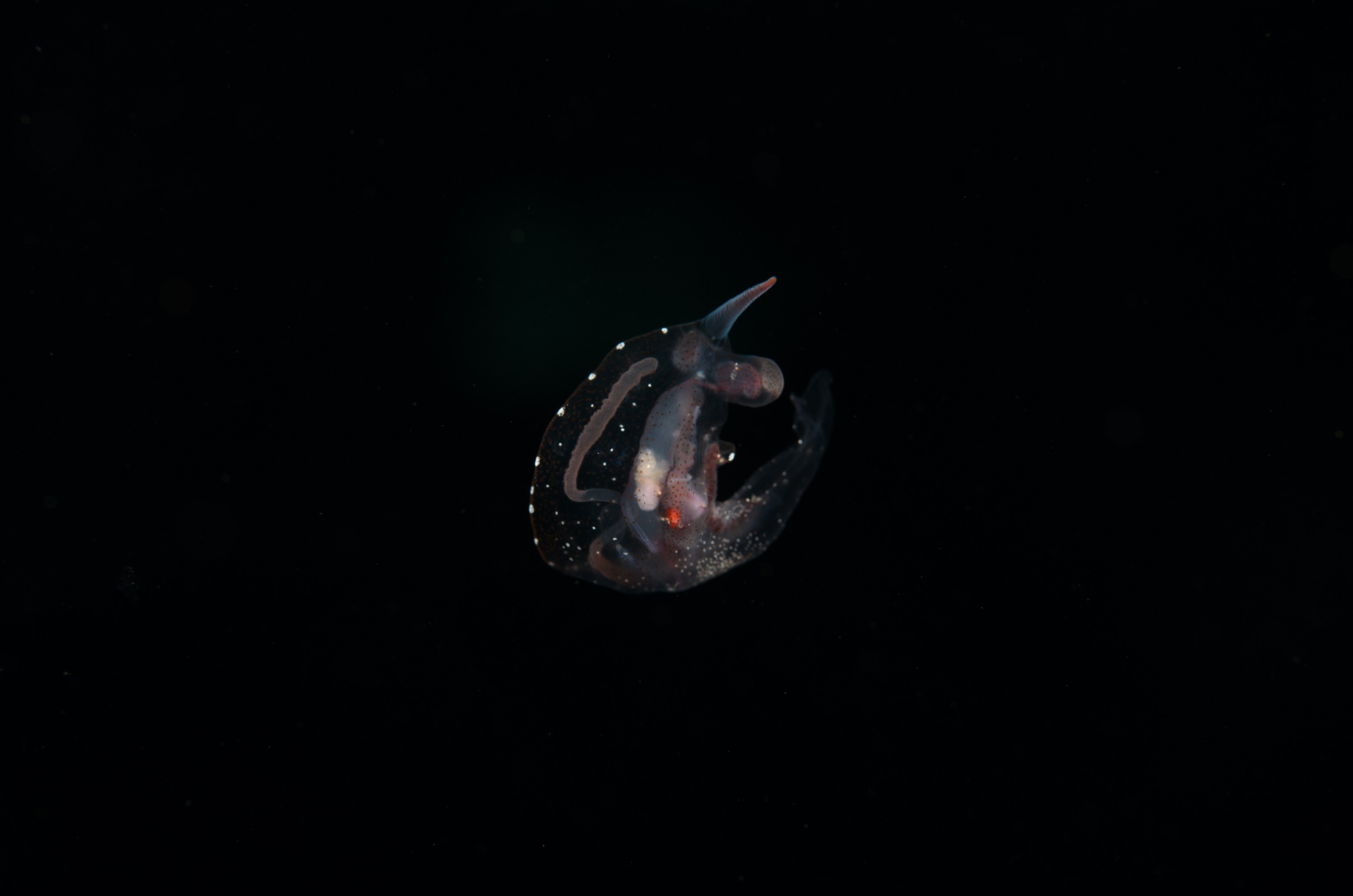 DSC_7907 – Crispin, PKI010916, clear, guts, knights, marine, new, nudibranch, nz, pelagic, poor, reserve, swimming, translucent, transparent, underwater, www.seacologynz.com, zealand