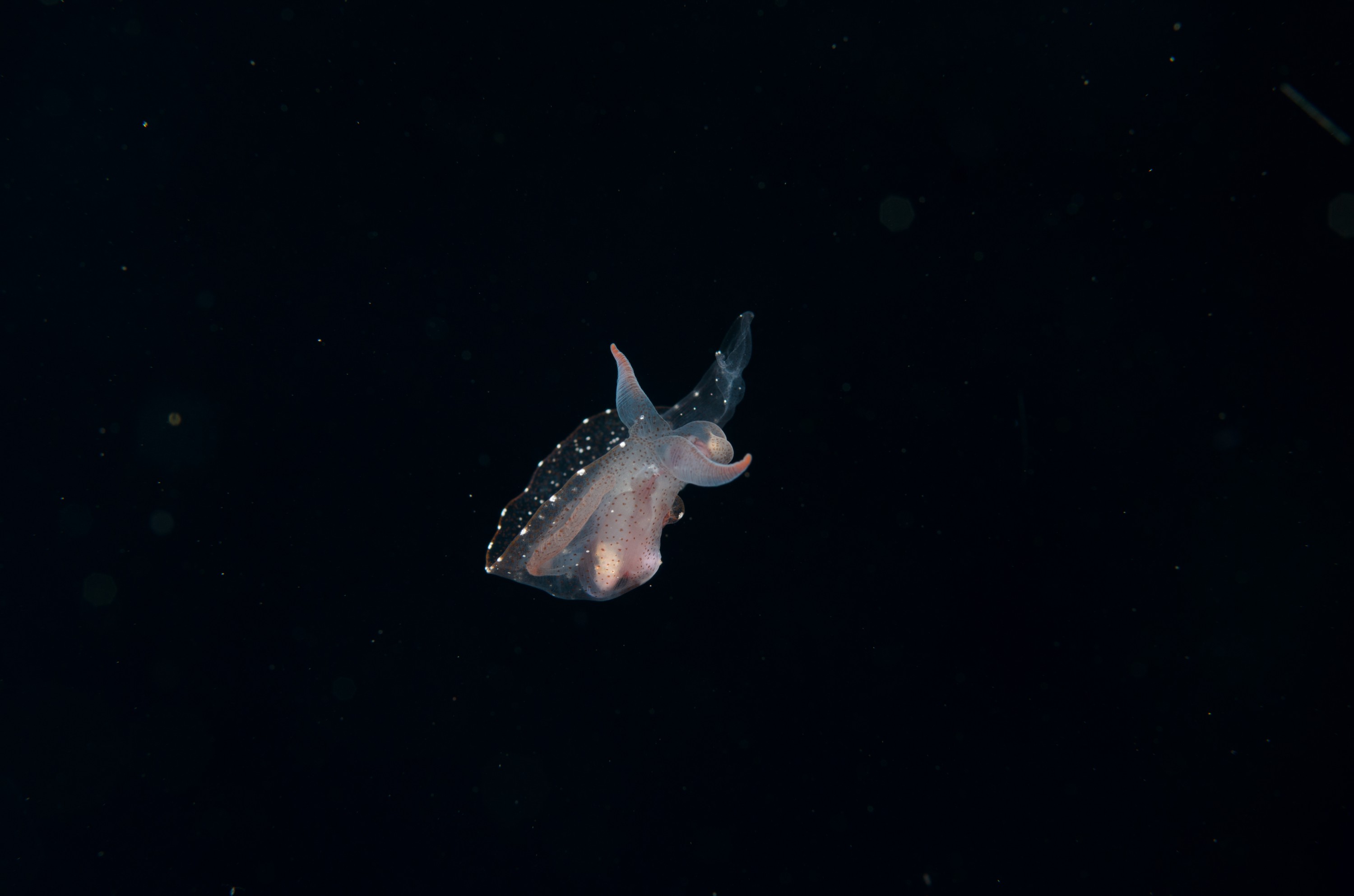 DSC_7909 – Crispin, PKI010916, clear, guts, knights, marine, new, nudibranch, nz, pelagic, poor, reserve, swimming, translucent, transparent, underwater, www.seacologynz.com, zealand