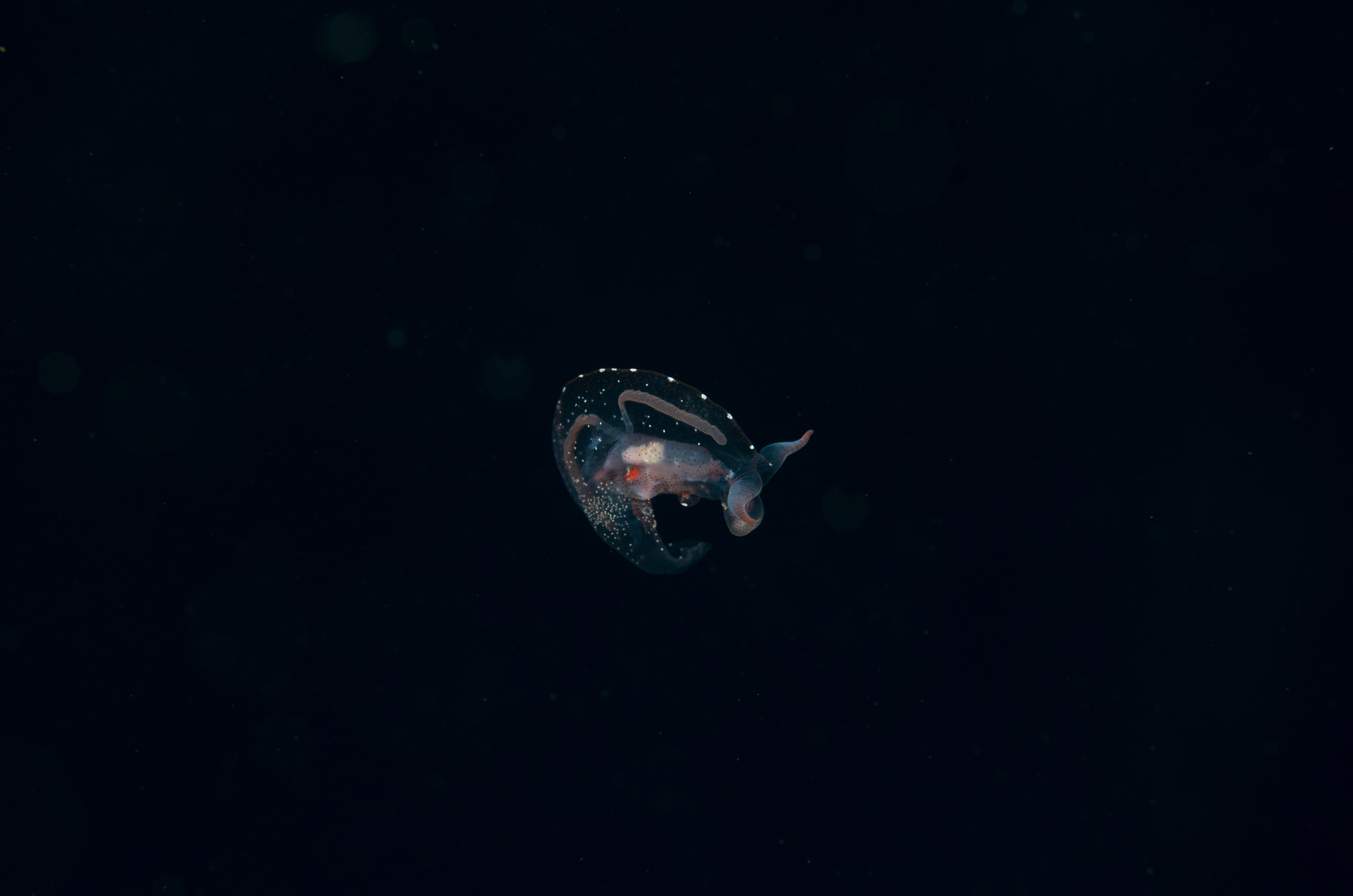 DSC_7911 – Crispin, PKI010916, clear, guts, knights, marine, new, nudibranch, nz, pelagic, poor, reserve, swimming, translucent, transparent, underwater, www.seacologynz.com, zealand