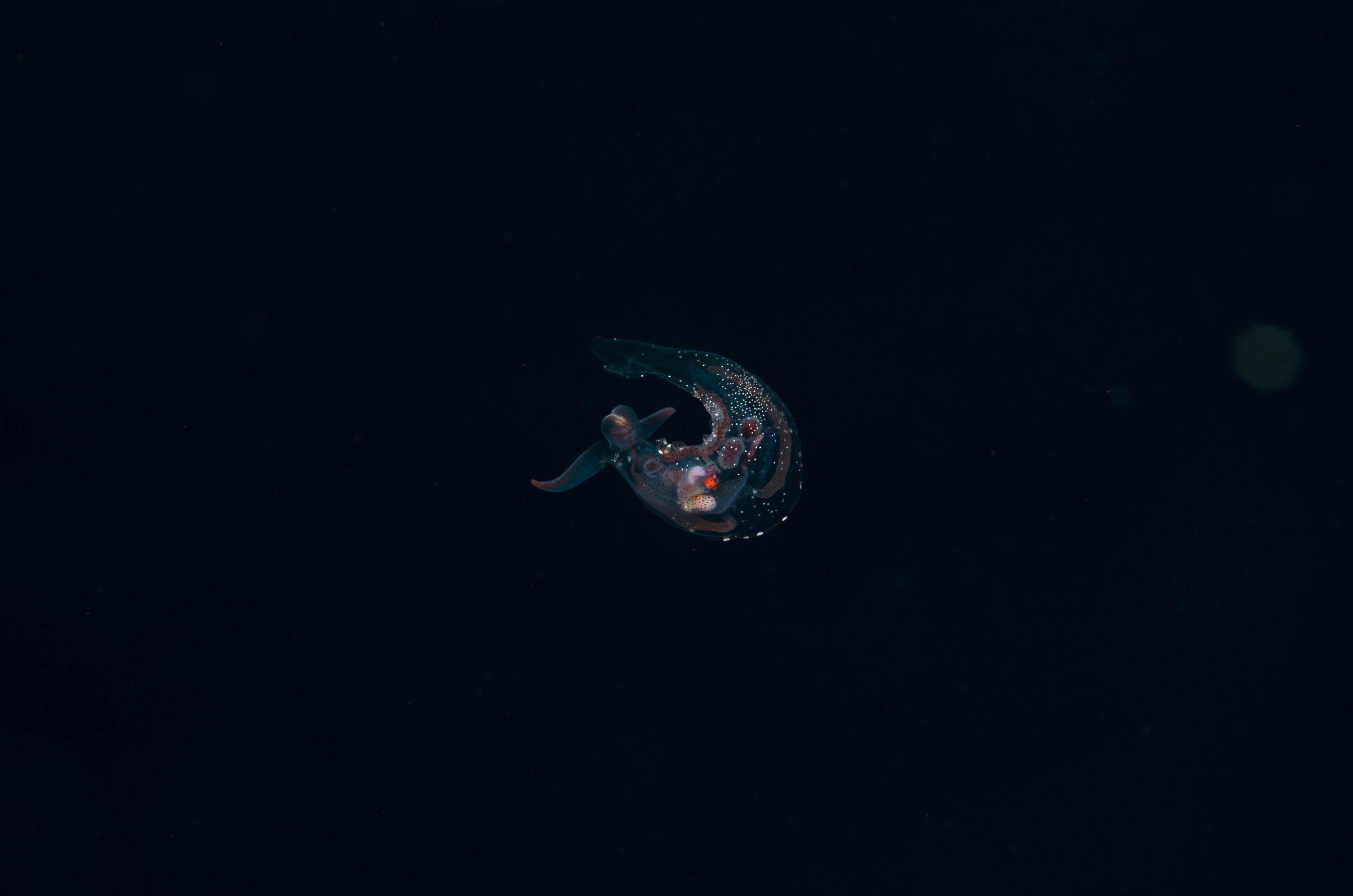 DSC_7912 – Crispin, PKI010916, clear, guts, knights, marine, new, nudibranch, nz, pelagic, poor, reserve, swimming, translucent, transparent, underwater, www.seacologynz.com, zealand