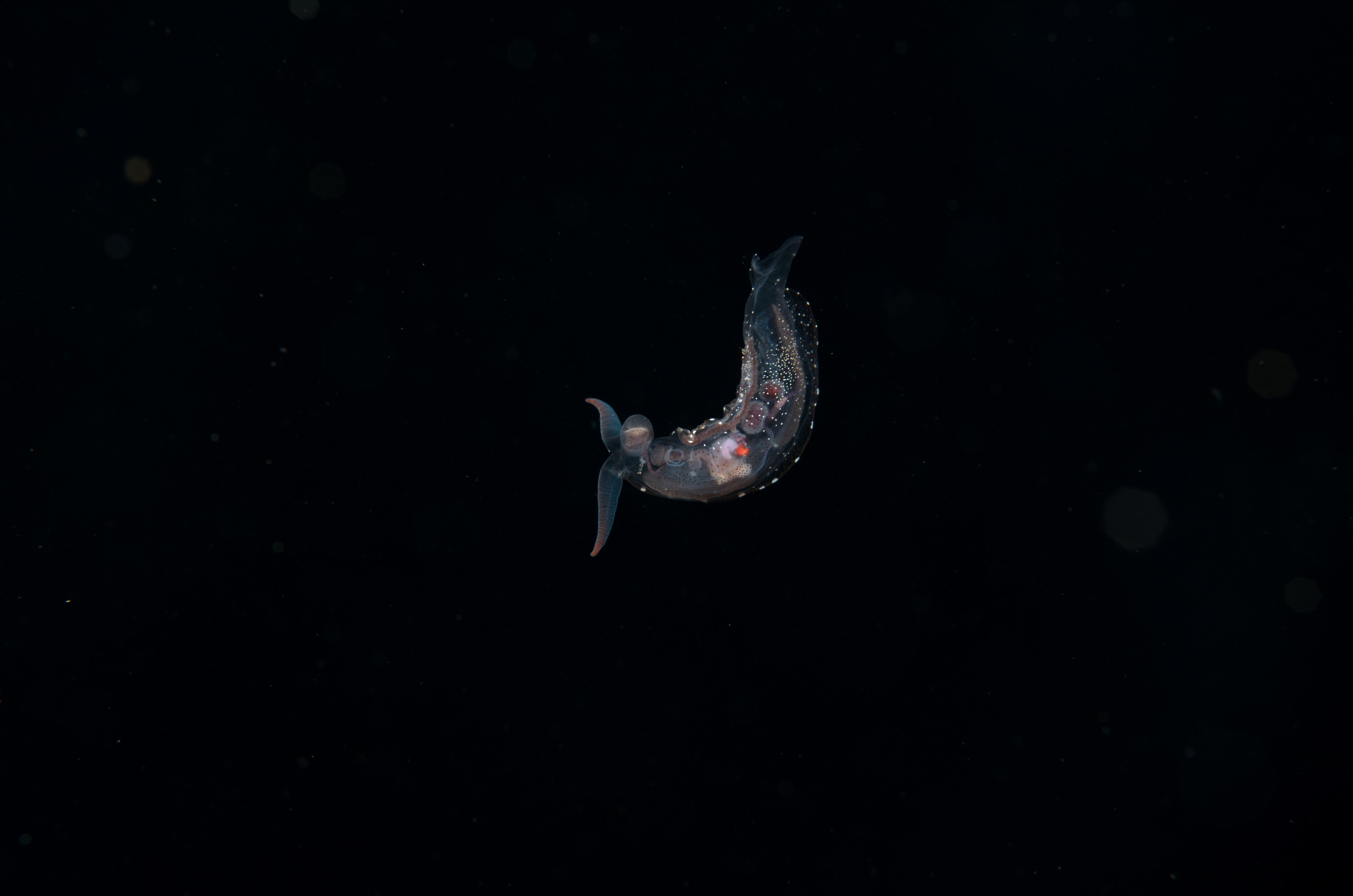 DSC_7924 – Crispin, PKI010916, clear, guts, knights, marine, new, nudibranch, nz, pelagic, poor, reserve, swimming, translucent, transparent, underwater, www.seacologynz.com, zealand