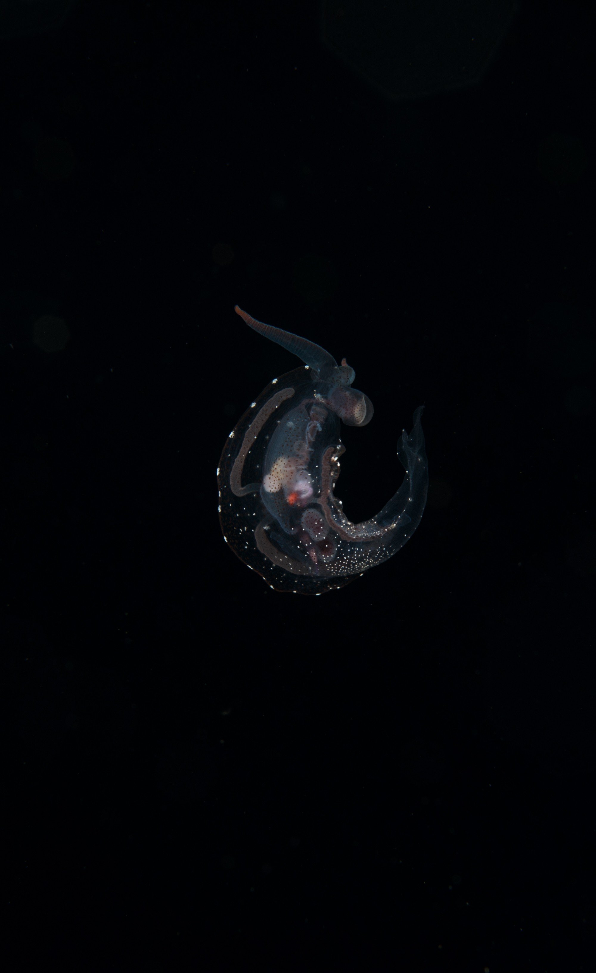 DSC_7934 – Crispin, PKI010916, clear, guts, knights, marine, new, nudibranch, nz, pelagic, poor, reserve, swimming, translucent, transparent, underwater, www.seacologynz.com, zealand