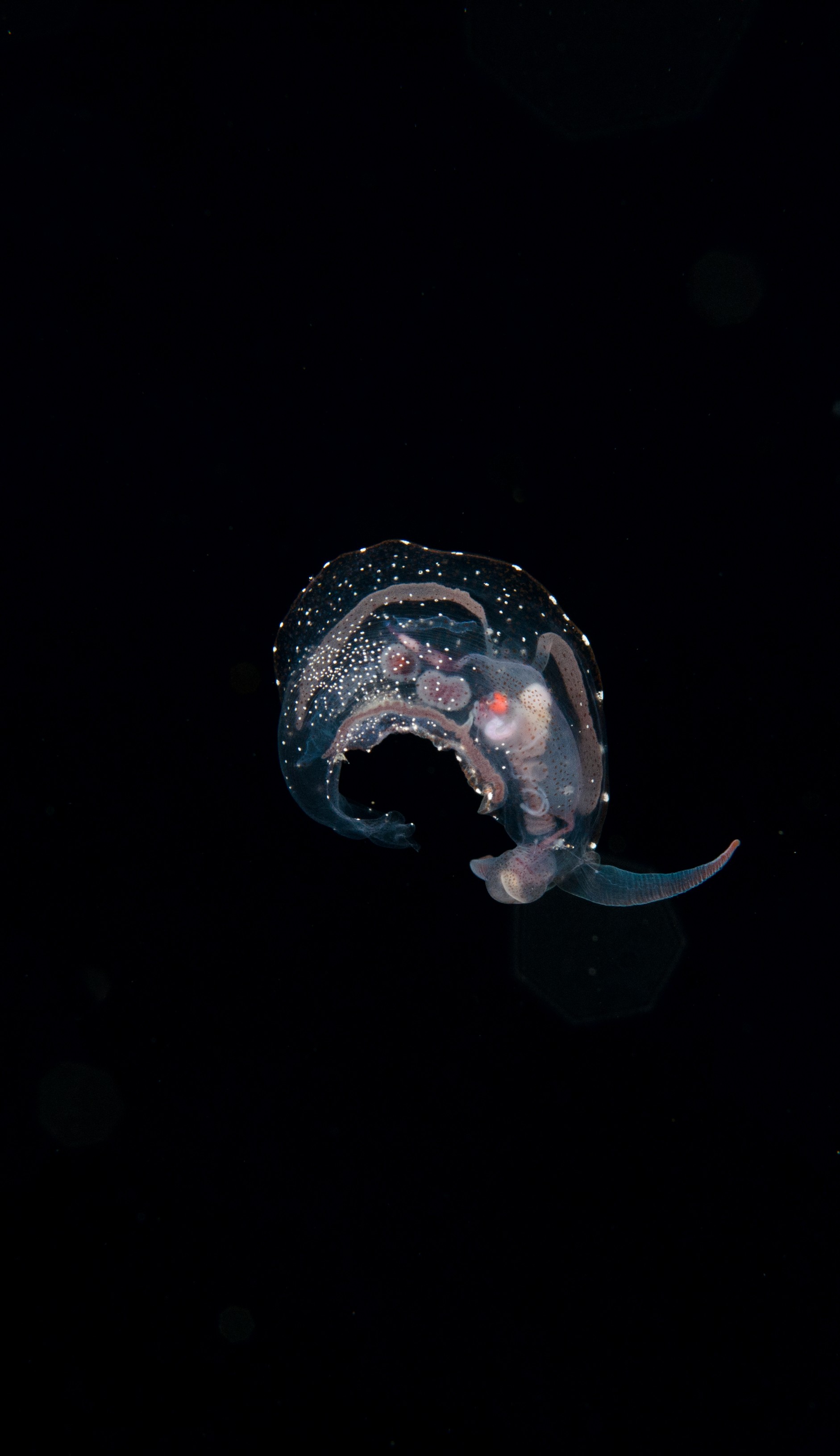 DSC_7935 – Crispin, PKI010916, clear, guts, knights, marine, new, nudibranch, nz, pelagic, poor, reserve, swimming, translucent, transparent, underwater, www.seacologynz.com, zealand