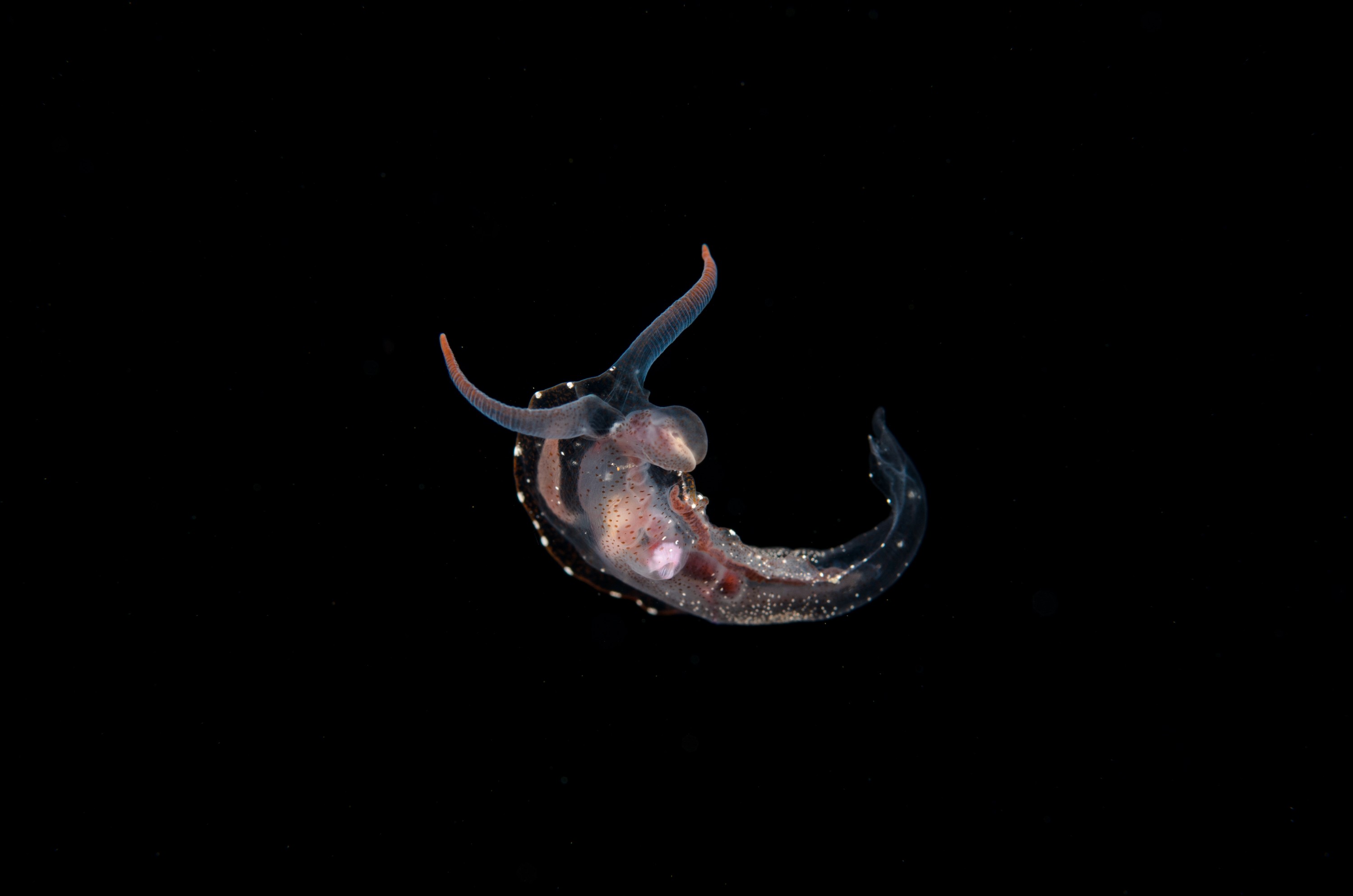 DSC_7941 – Crispin, PKI010916, clear, guts, knights, marine, new, nudibranch, nz, pelagic, poor, reserve, swimming, translucent, transparent, underwater, www.seacologynz.com, zealand