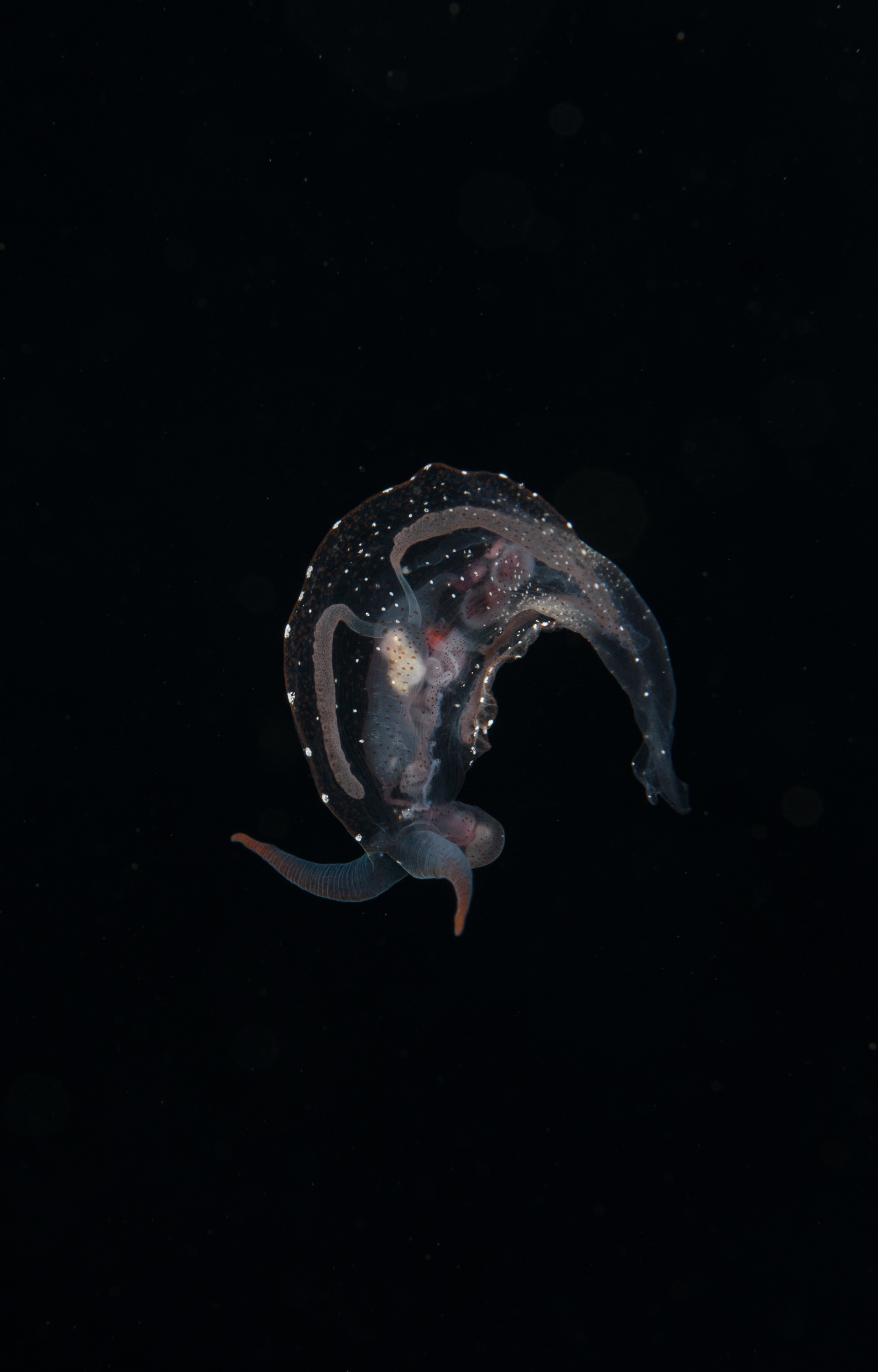 DSC_7943 – Crispin, PKI010916, clear, guts, knights, marine, new, nudibranch, nz, pelagic, poor, reserve, swimming, translucent, transparent, underwater, www.seacologynz.com, zealand