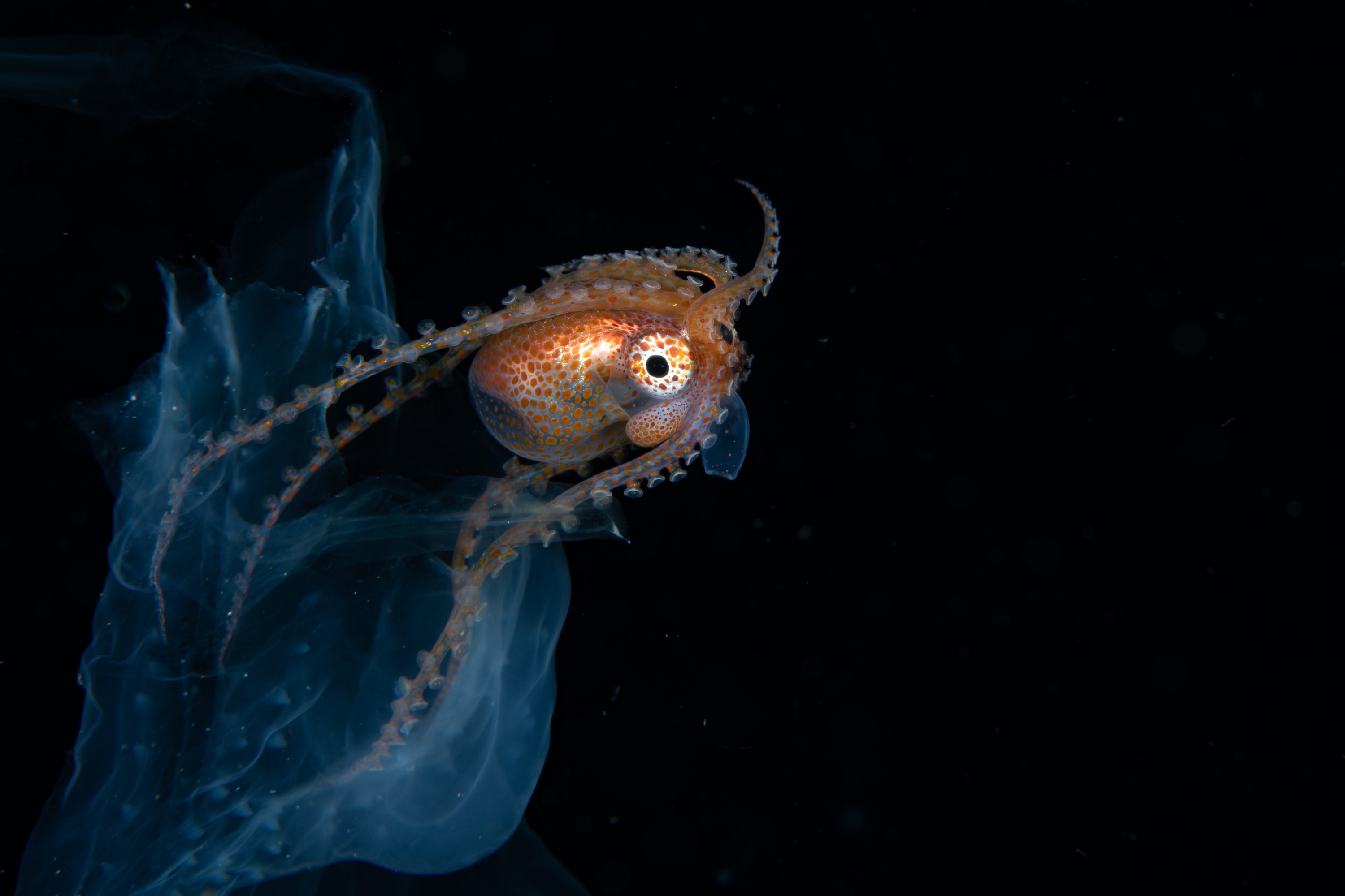 DSC_7965-2 – Football, Octopus, Ocythoe, tuberculata, Poor, Knights, Islands, ceph, cephalopod, rare, nz, blackwater, pelagic, salp