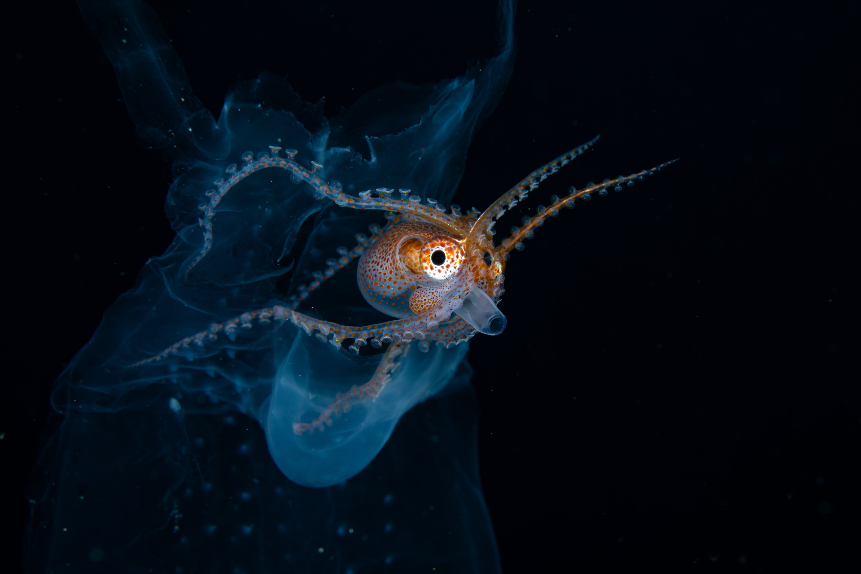 DSC_7970 – Football, Octopus, Ocythoe, tuberculata, Poor, Knights, Islands, ceph, cephalopod, rare, nz, blackwater, pelagic, salp