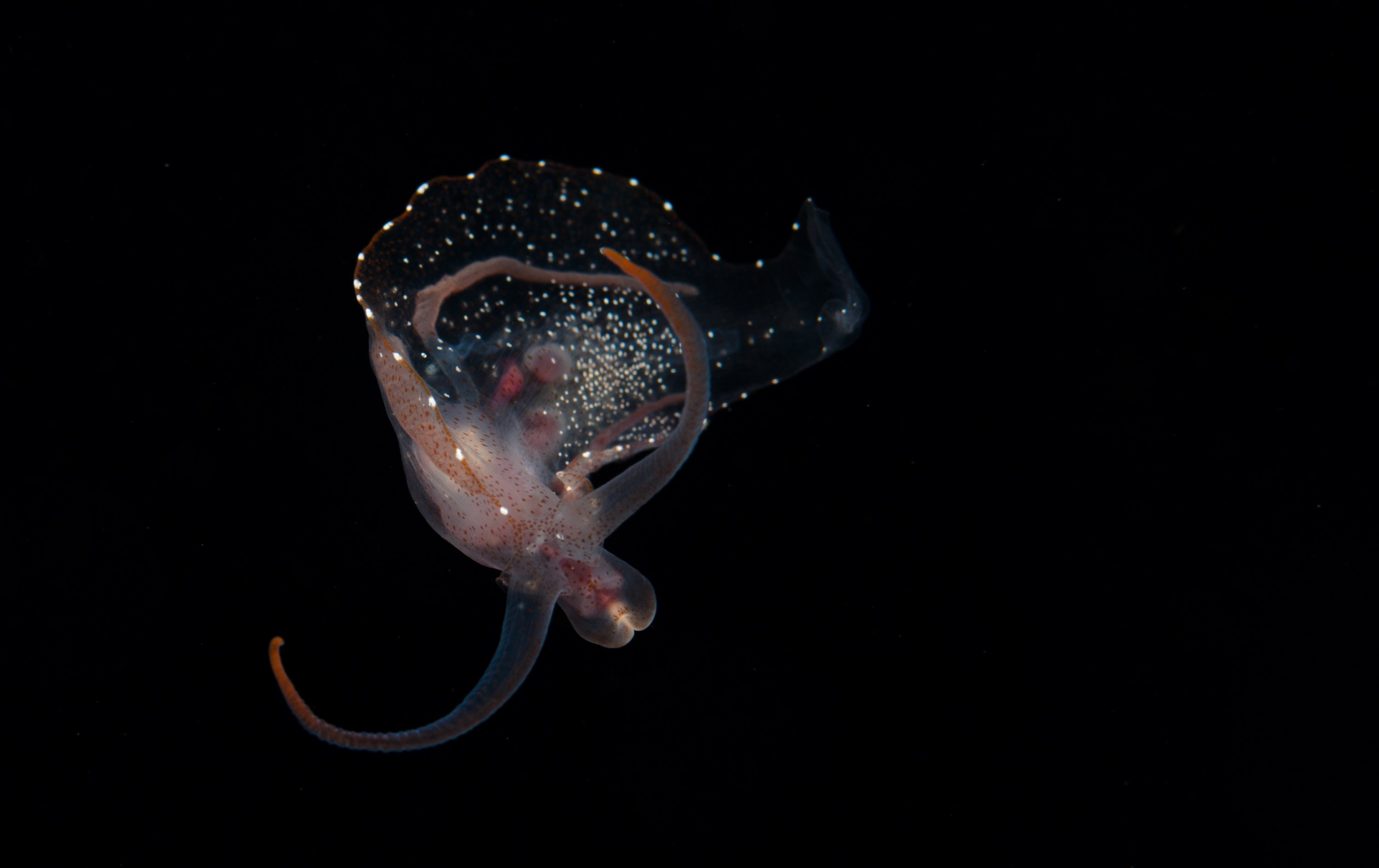 DSC_7975 – Crispin, PKI010916, clear, guts, knights, marine, new, nudibranch, nz, pelagic, poor, reserve, swimming, translucent, transparent, underwater, www.seacologynz.com, zealand