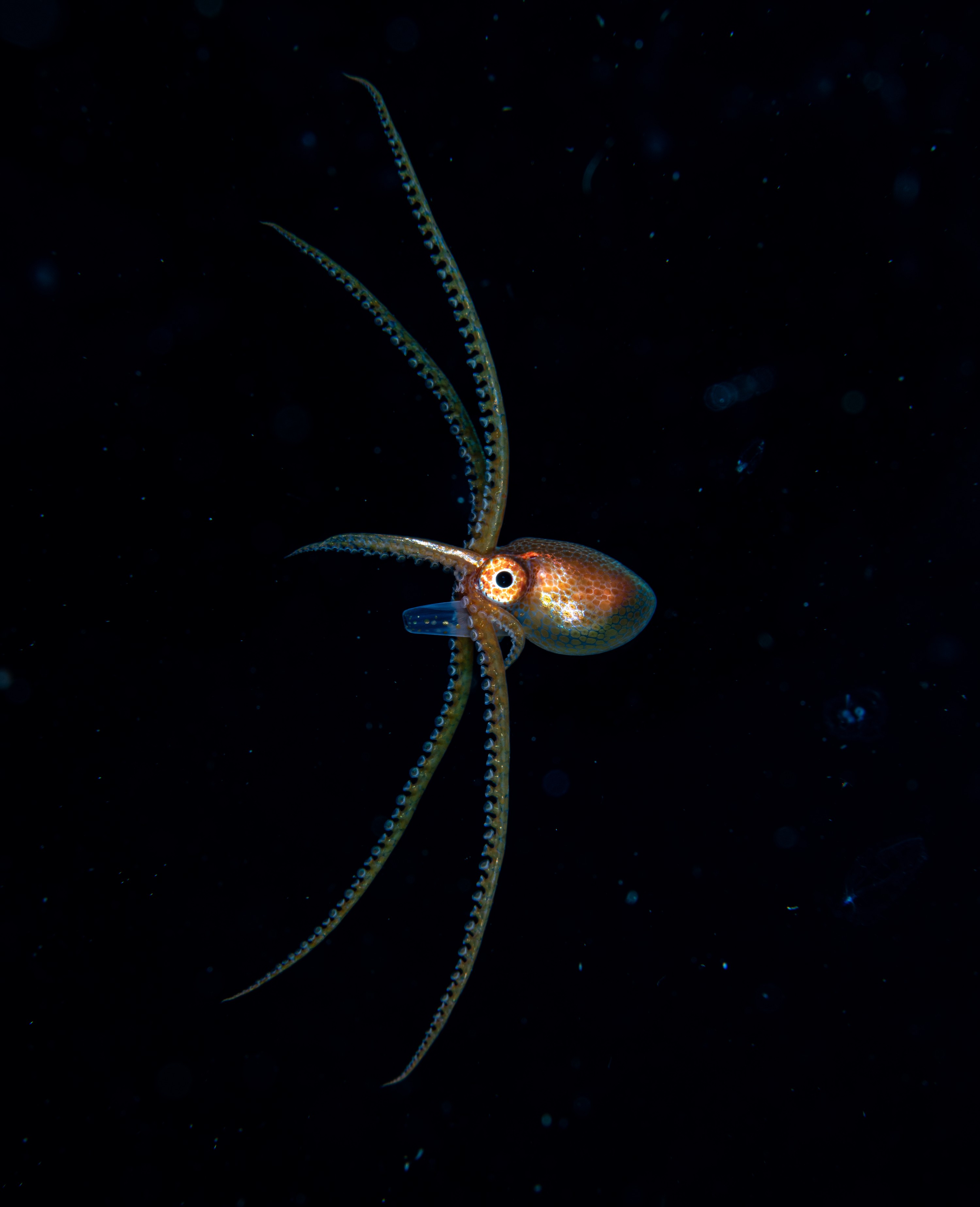 DSC_7976-2 – Football, Octopus, Ocythoe, tuberculata, Poor, Knights, Islands, ceph, cephalopod, rare, nz, blackwater, pelagic, salp