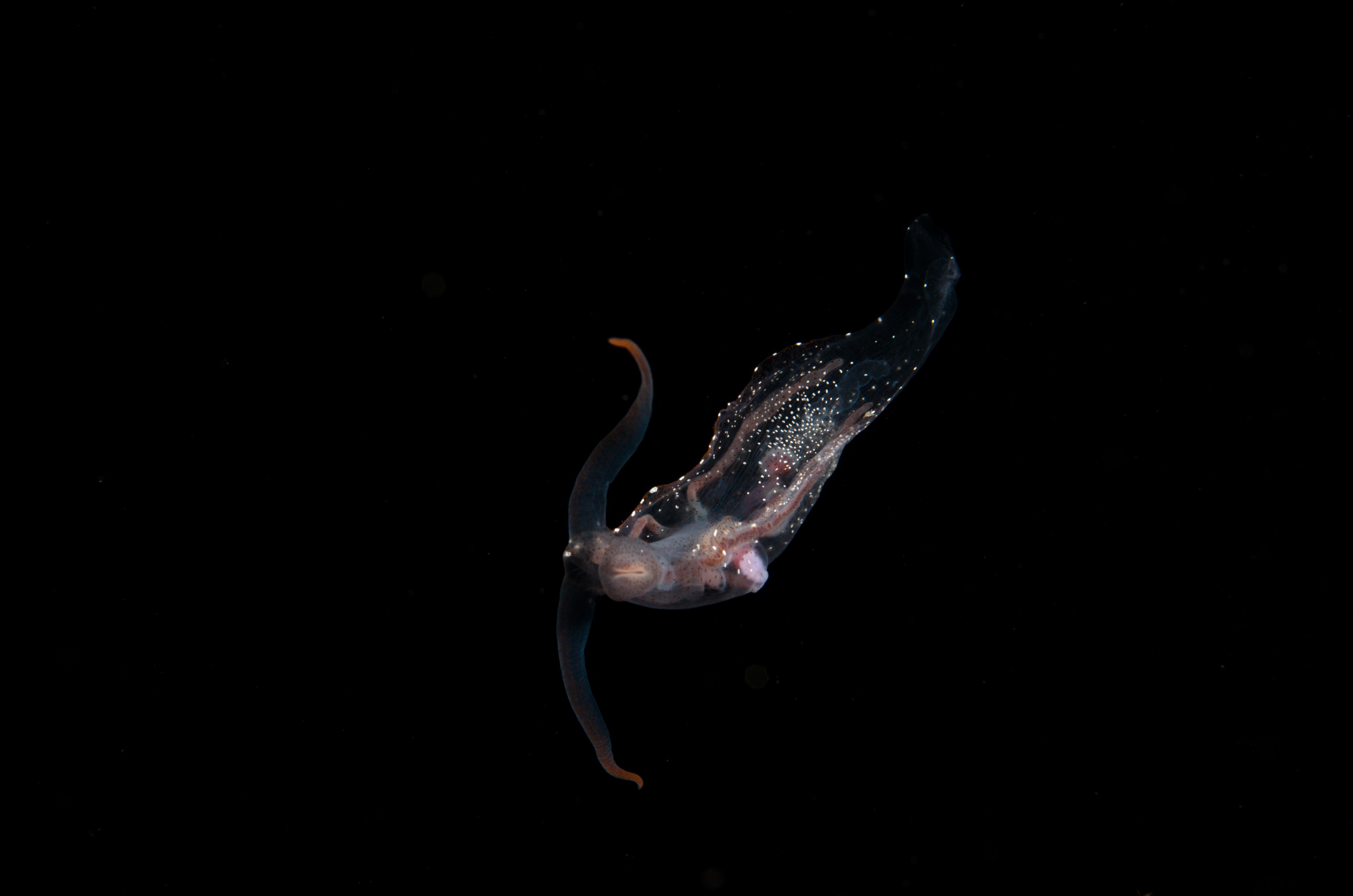 DSC_8002 – Crispin, PKI010916, clear, guts, knights, marine, new, nudibranch, nz, pelagic, poor, reserve, swimming, translucent, transparent, underwater, www.seacologynz.com, zealand