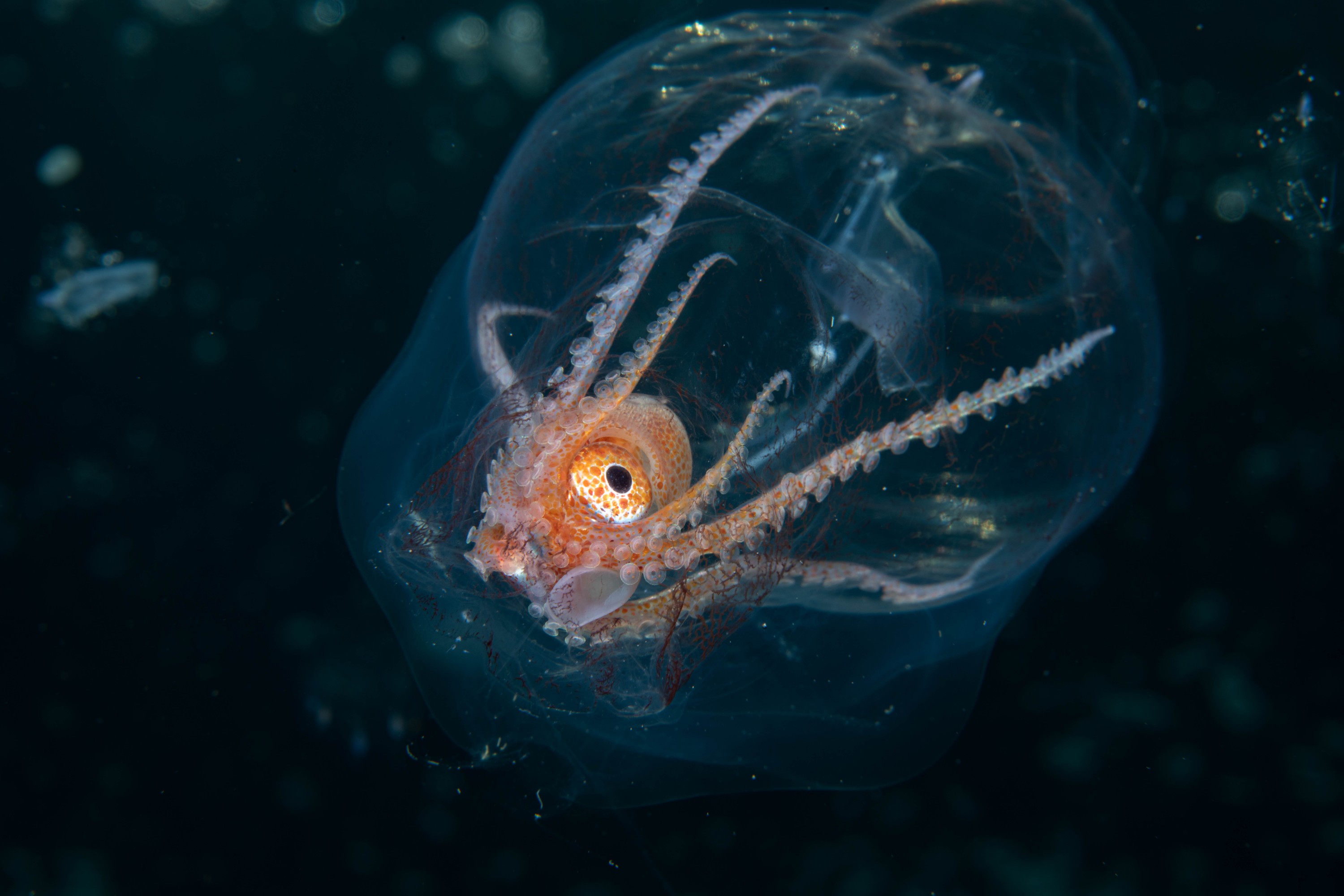 DSC_8062 – Football, Octopus, Ocythoe, tuberculata, Poor, Knights, Islands, ceph, cephalopod, rare, nz, blackwater, pelagic, salp