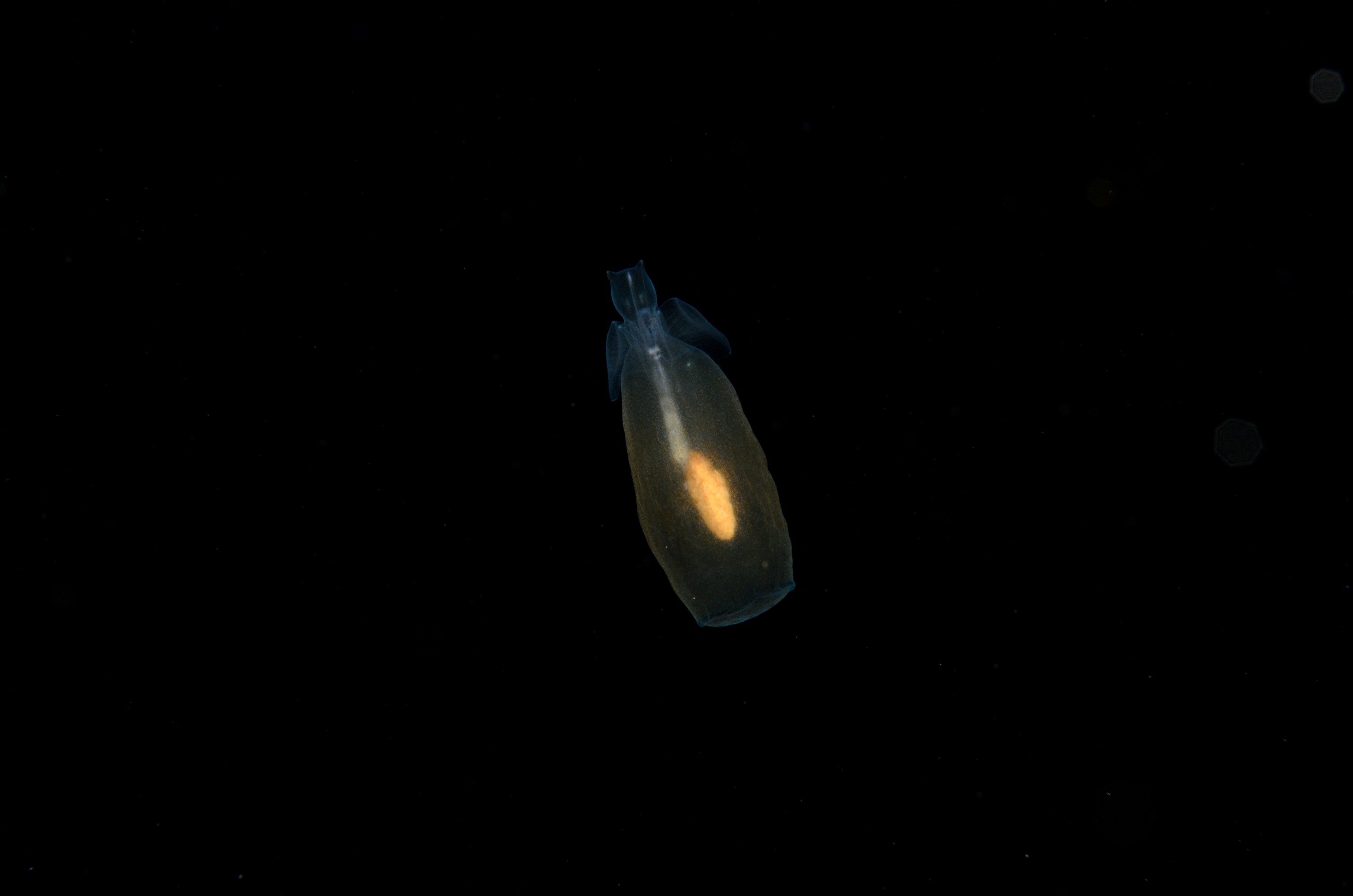 DSC_8072 – Crispin, PKI010916, Pteropod, Sea, angel, knights, marine, new, nz, pelagic, poor, reserve, sea-angel, underwater, www.seacologynz.com, zealand
