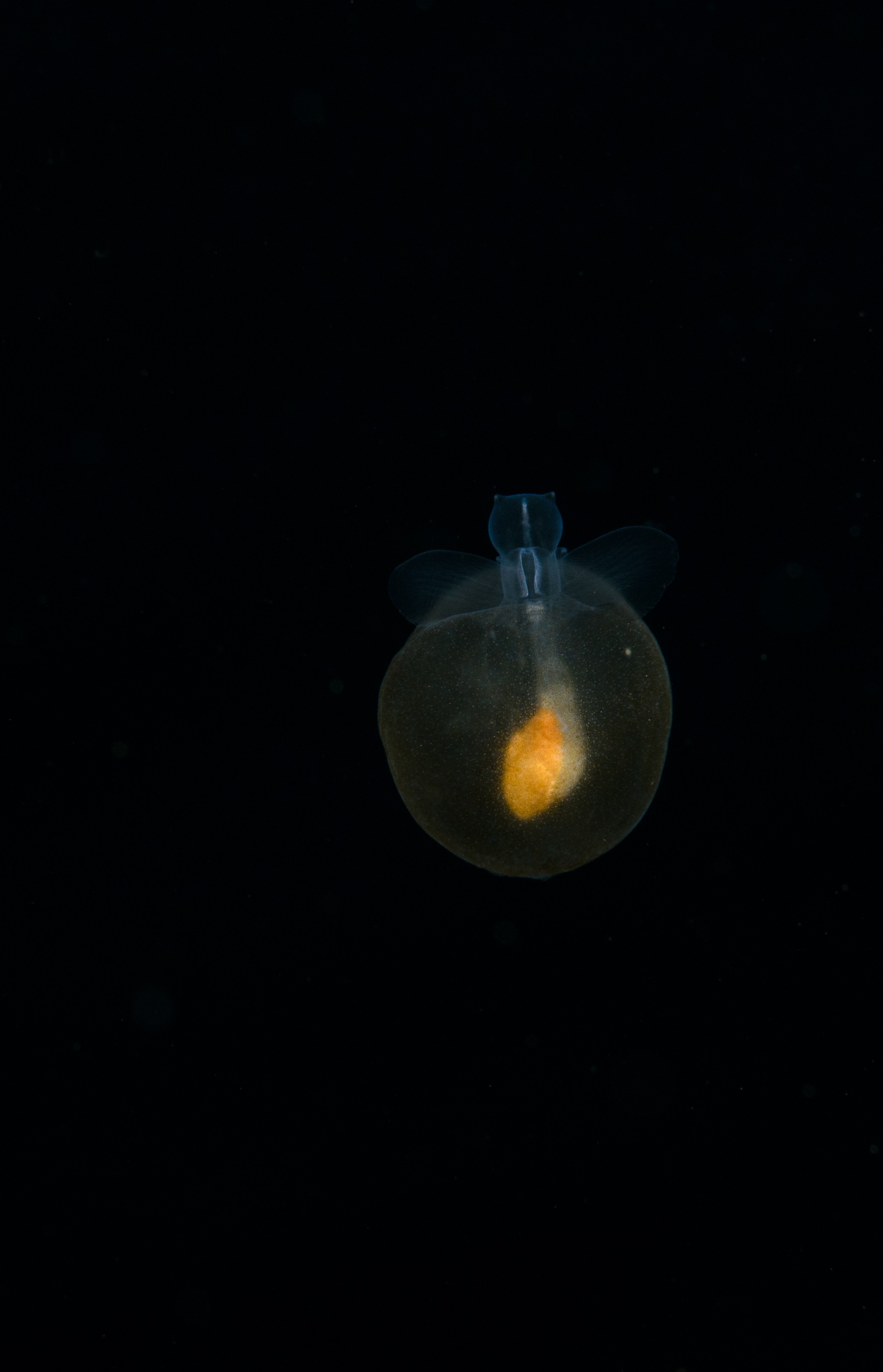 DSC_8078 – Crispin, PKI010916, Pteropod, Sea, angel, knights, marine, new, nz, pelagic, poor, reserve, sea-angel, underwater, www.seacologynz.com, zealand