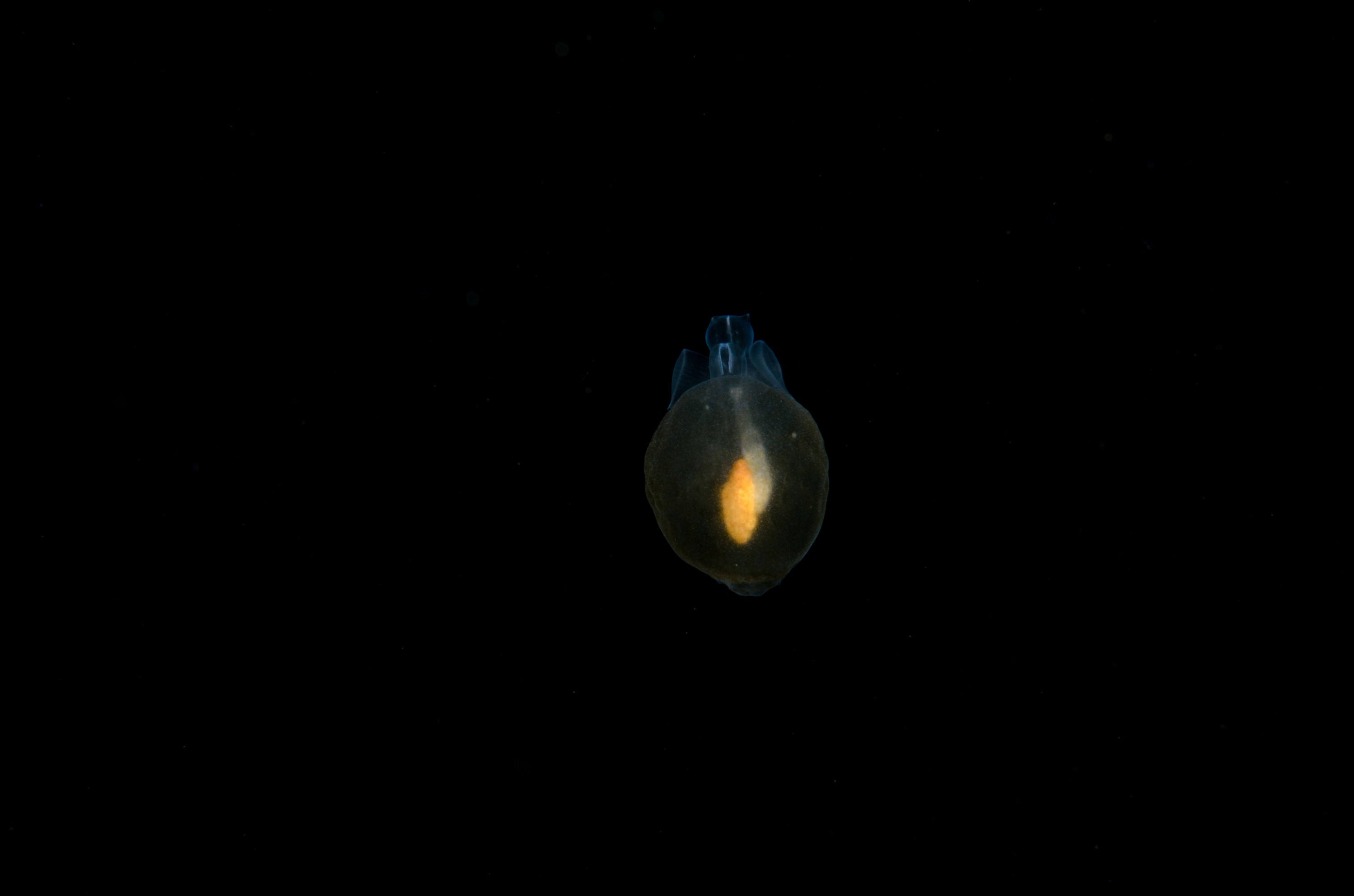 DSC_8079 – Crispin, PKI010916, Pteropod, Sea, angel, knights, marine, new, nz, pelagic, poor, reserve, sea-angel, underwater, www.seacologynz.com, zealand