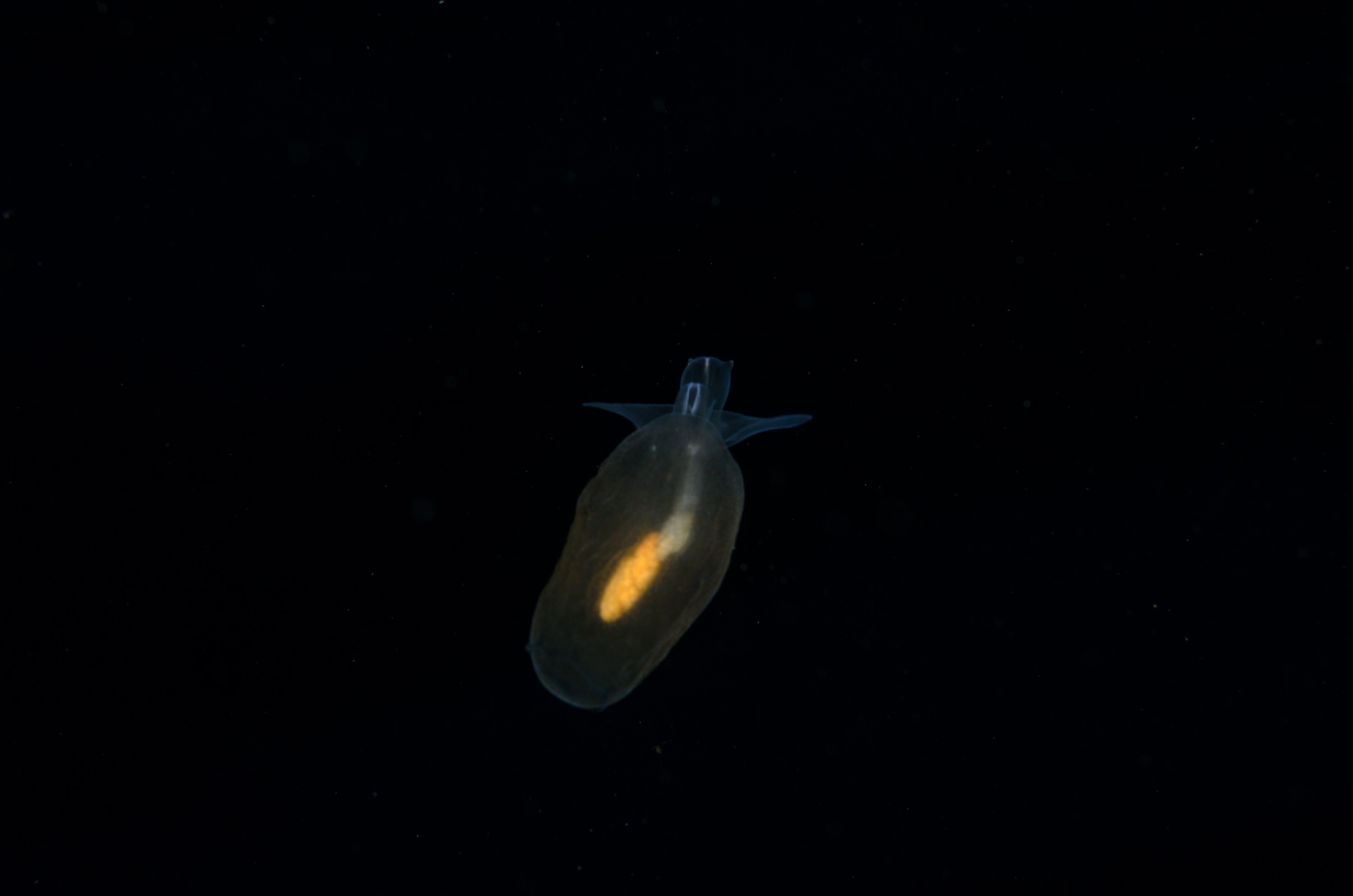 DSC_8082 – Crispin, PKI010916, Pteropod, Sea, angel, knights, marine, new, nz, pelagic, poor, reserve, sea-angel, underwater, www.seacologynz.com, zealand