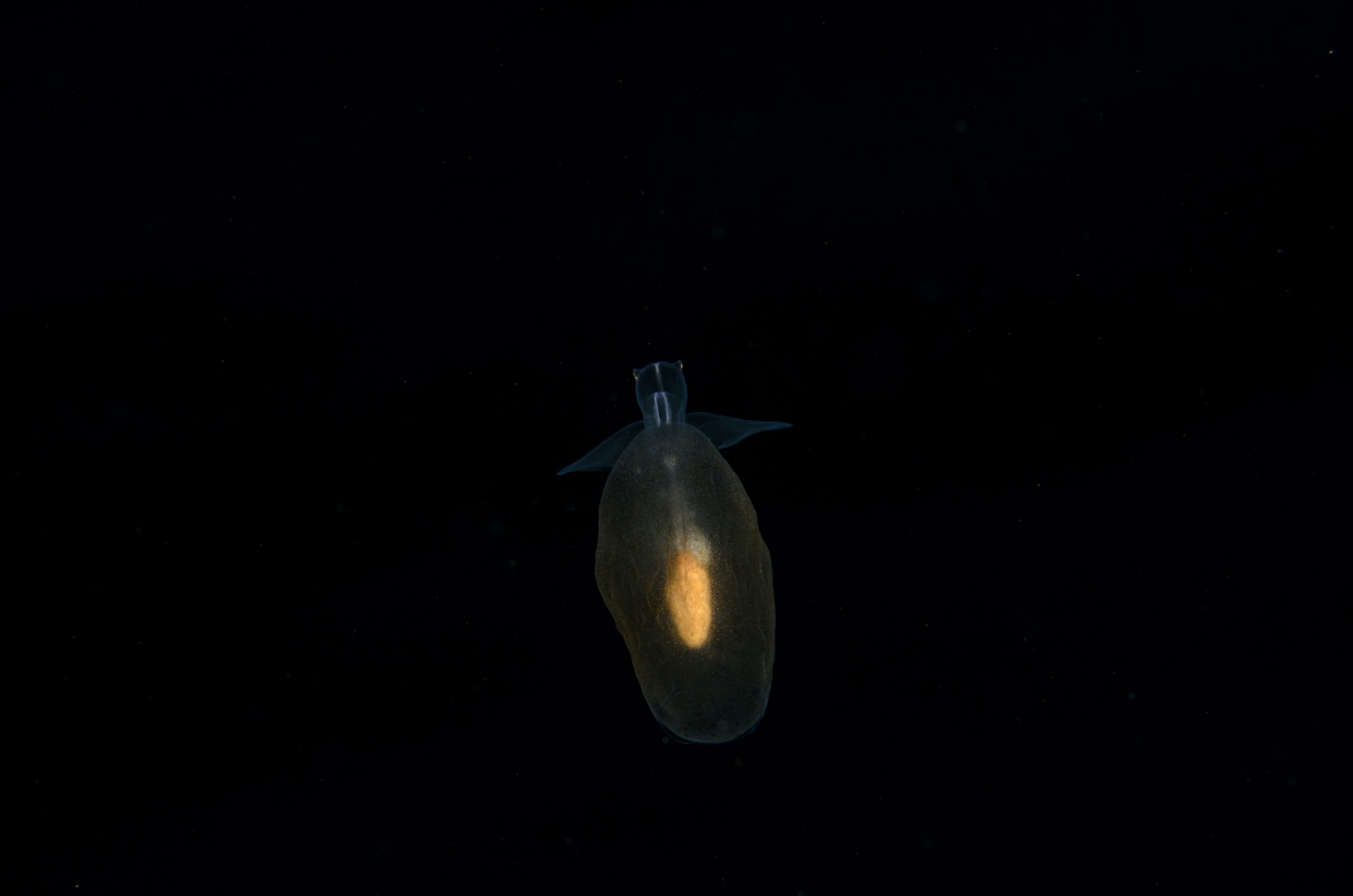 DSC_8083 – Crispin, PKI010916, Pteropod, Sea, angel, knights, marine, new, nz, pelagic, poor, reserve, sea-angel, underwater, www.seacologynz.com, zealand