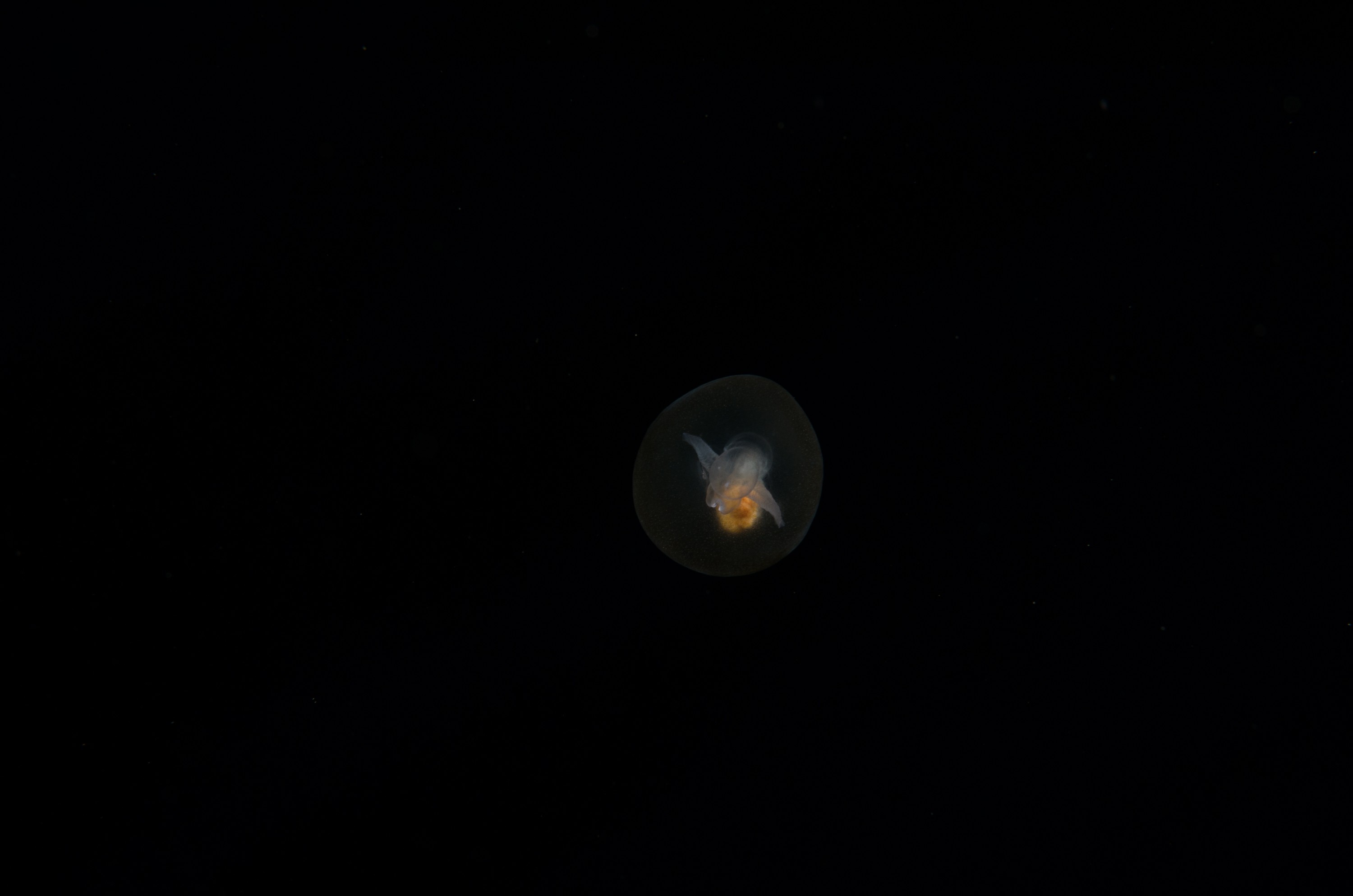 DSC_8087 – Crispin, PKI010916, Pteropod, Sea, angel, knights, marine, new, nz, pelagic, poor, reserve, sea-angel, underwater, www.seacologynz.com, zealand