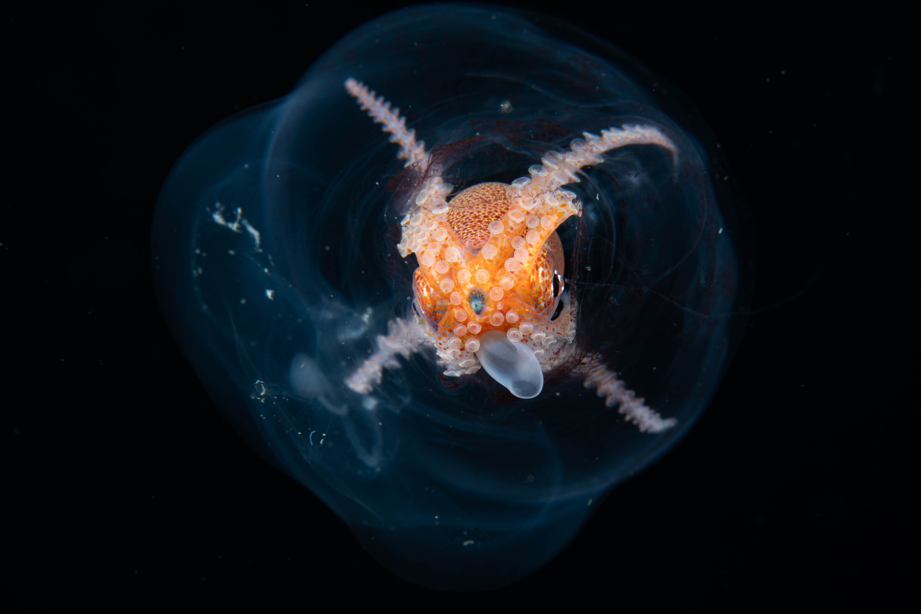 DSC_8131 – Football, Octopus, Ocythoe, tuberculata, Poor, Knights, Islands, ceph, cephalopod, rare, nz, blackwater, pelagic, salp