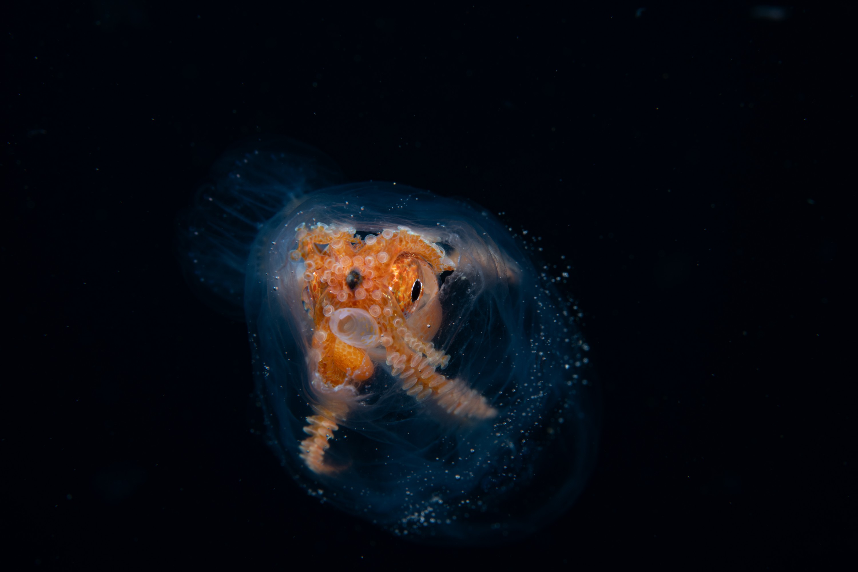 DSC_8182 – Football, Octopus, Ocythoe, tuberculata, Poor, Knights, Islands, ceph, cephalopod, rare, nz, blackwater, pelagic, salp