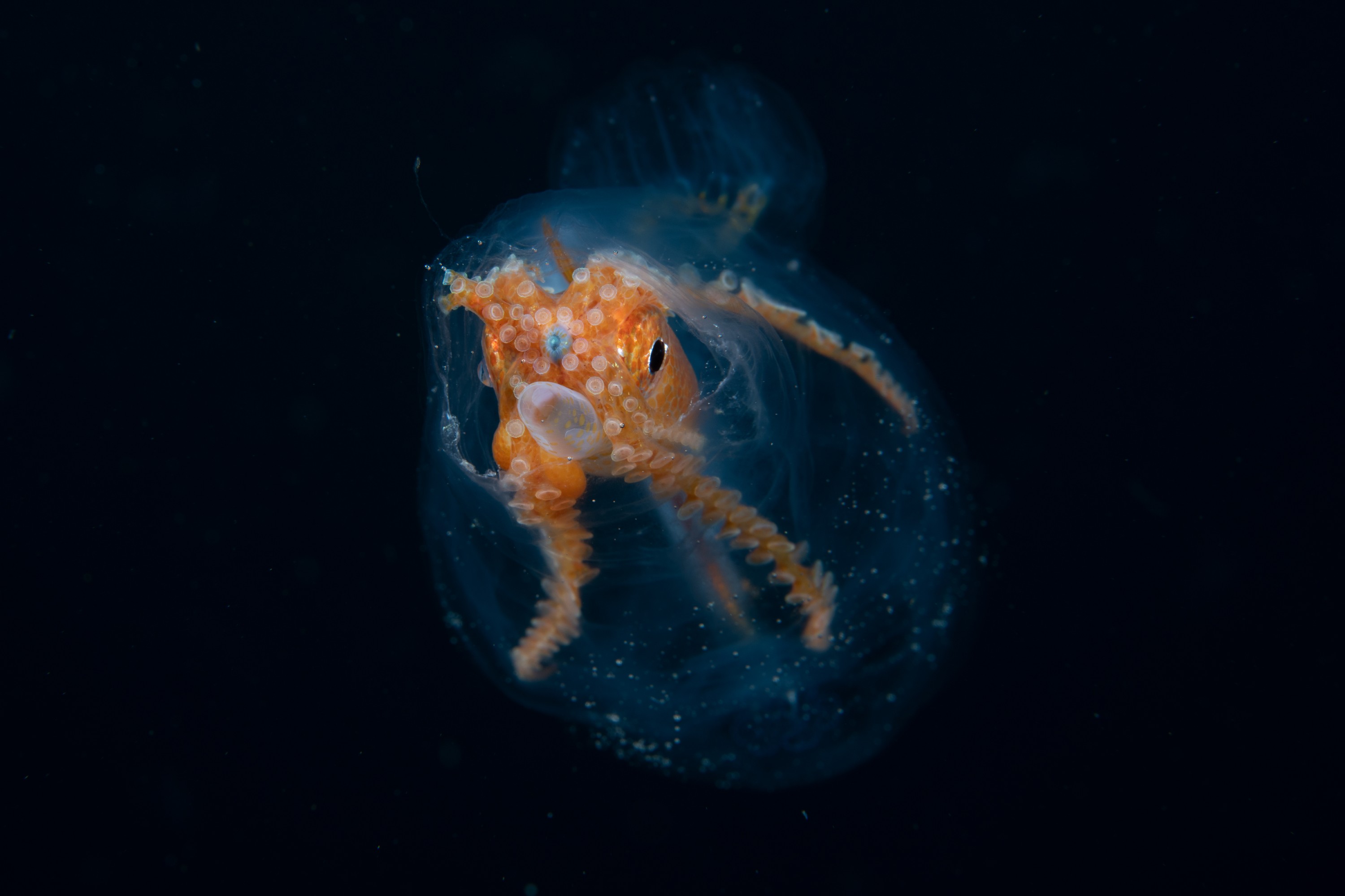 DSC_8195 – Football, Octopus, Ocythoe, tuberculata, Poor, Knights, Islands, ceph, cephalopod, rare, nz, blackwater, pelagic, salp