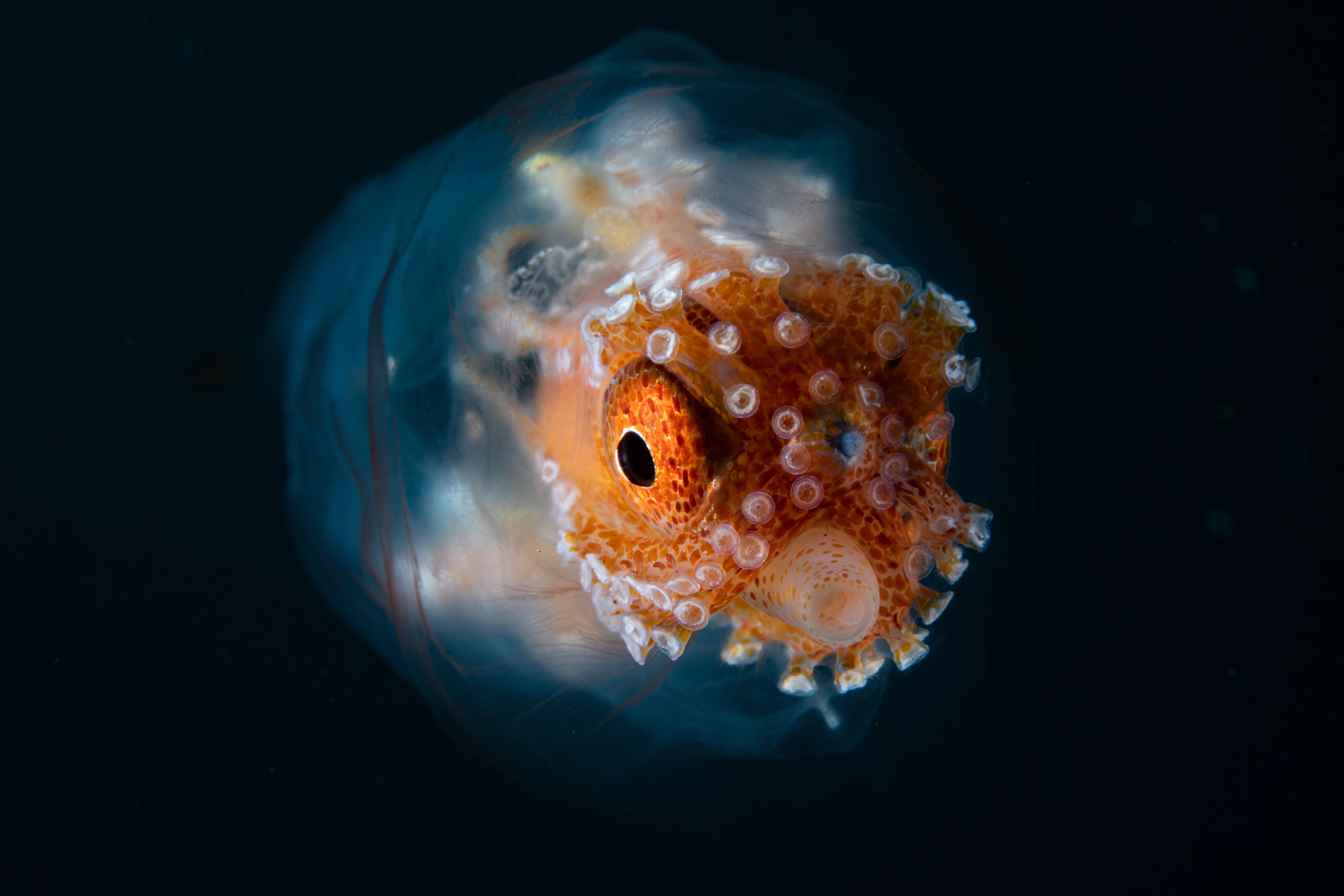 DSC_9001-2 – Football, Octopus, Ocythoe, tuberculata, Poor, Knights, Islands, ceph, cephalopod, rare, nz, blackwater, pelagic, salp