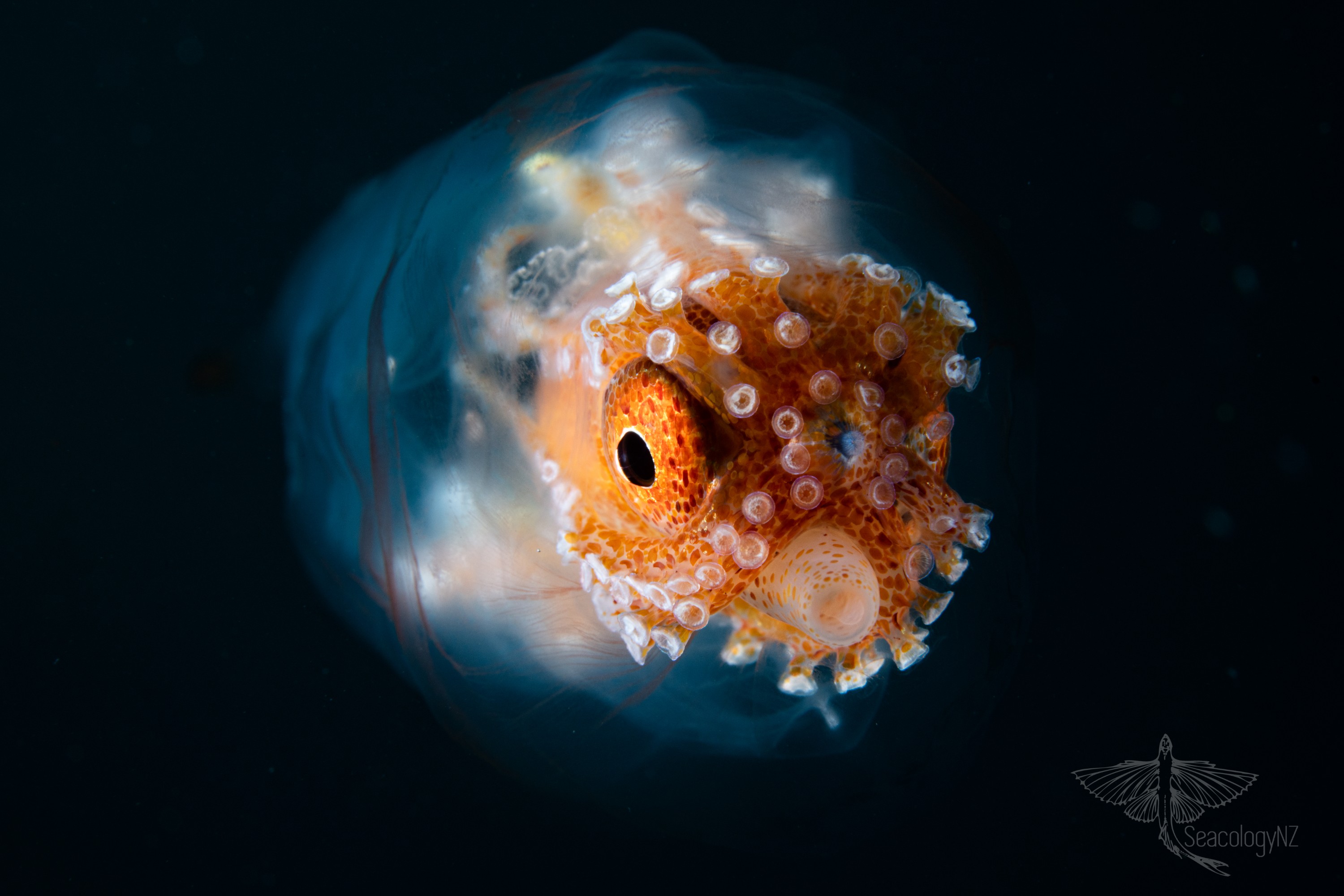 DSC_9001 – Football, Octopus, Ocythoe, tuberculata, Poor, Knights, Islands, ceph, cephalopod, rare, nz, blackwater, pelagic, salp