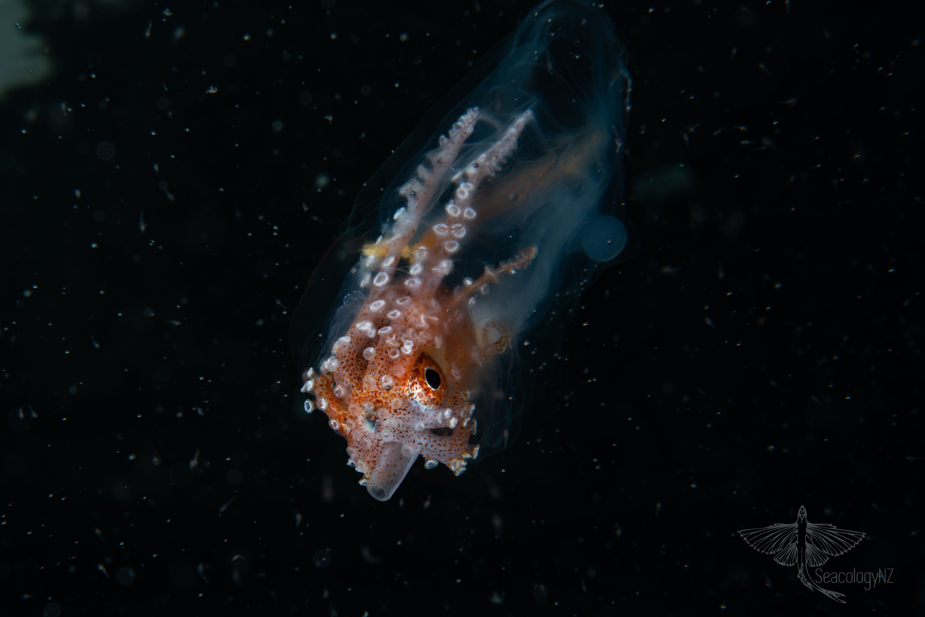 DSC_9008 – Football, Octopus, Ocythoe, tuberculata, Poor, Knights, Islands, ceph, cephalopod, rare, nz, blackwater, pelagic, salp