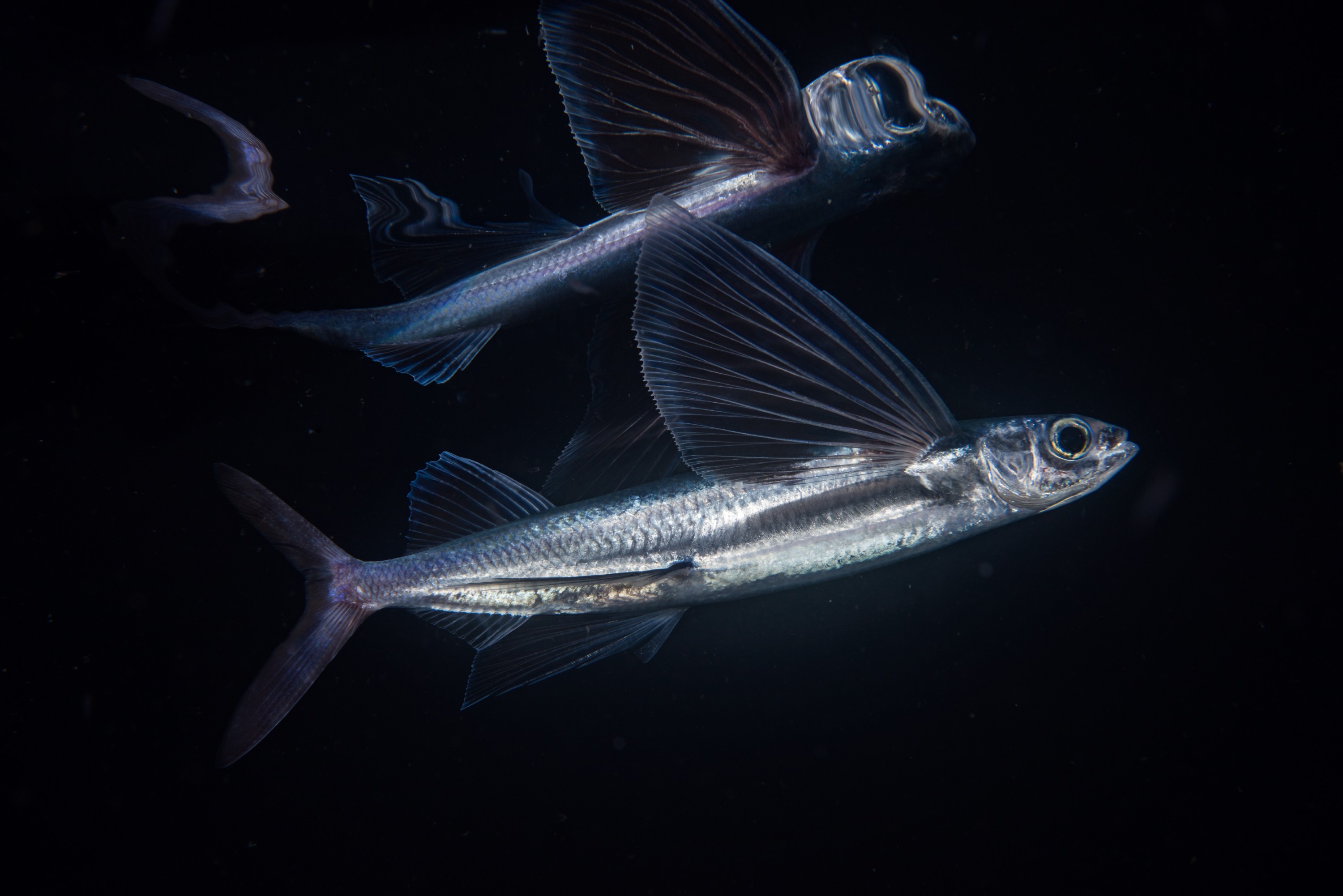 _CJM3796-2 – seacology, seacologynz, new, zealand, poor, knights, marine, reserve, nz, crispin, middleton, nikon, d850, nauticam